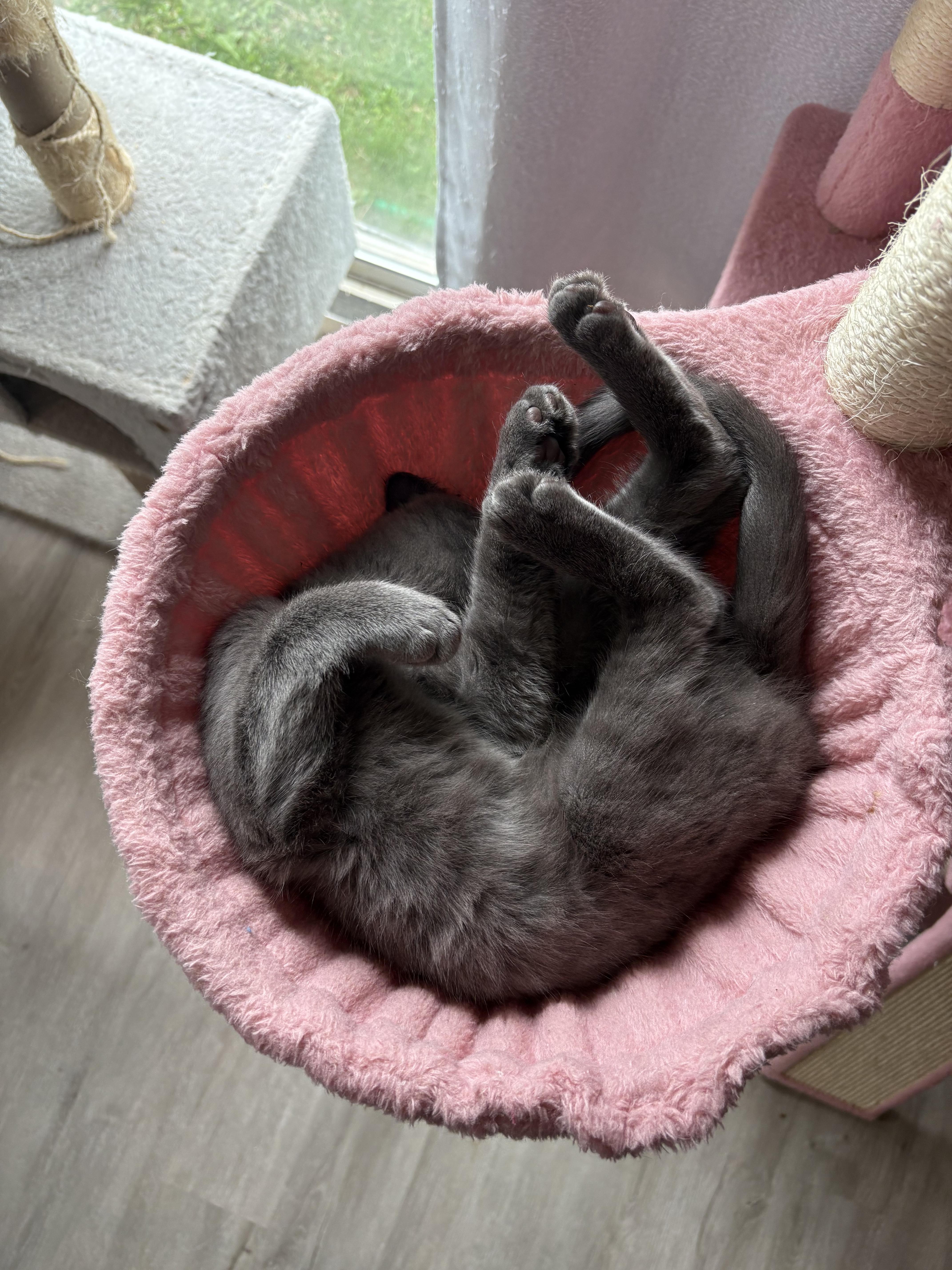 Enlarge Chandler, an adopted Domestic Short Hair in Liverpool, NY image 3/6