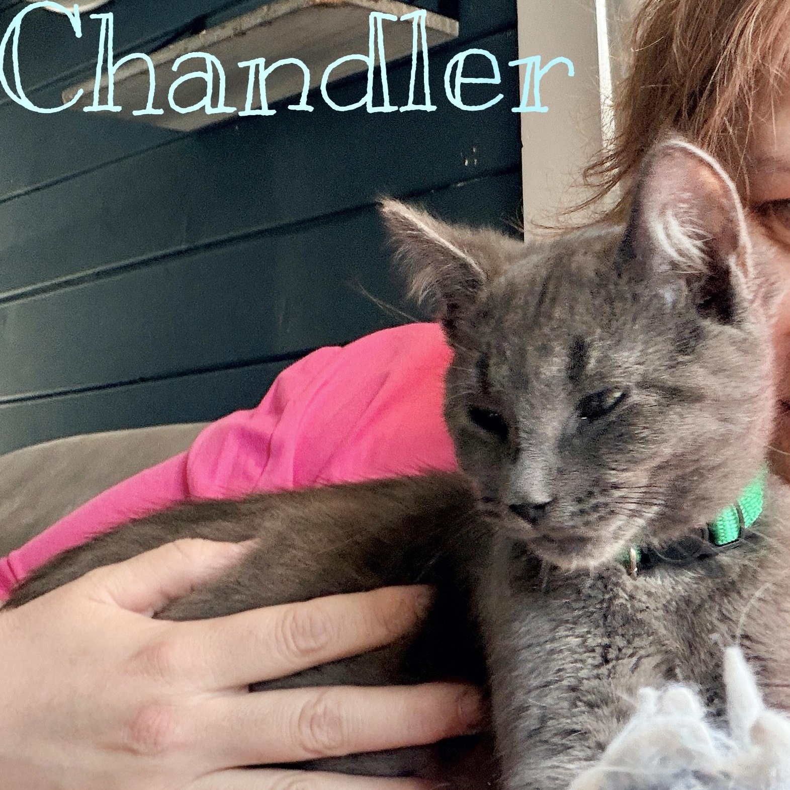 Enlarge Chandler, an adopted Domestic Short Hair in Liverpool, NY image 1/6