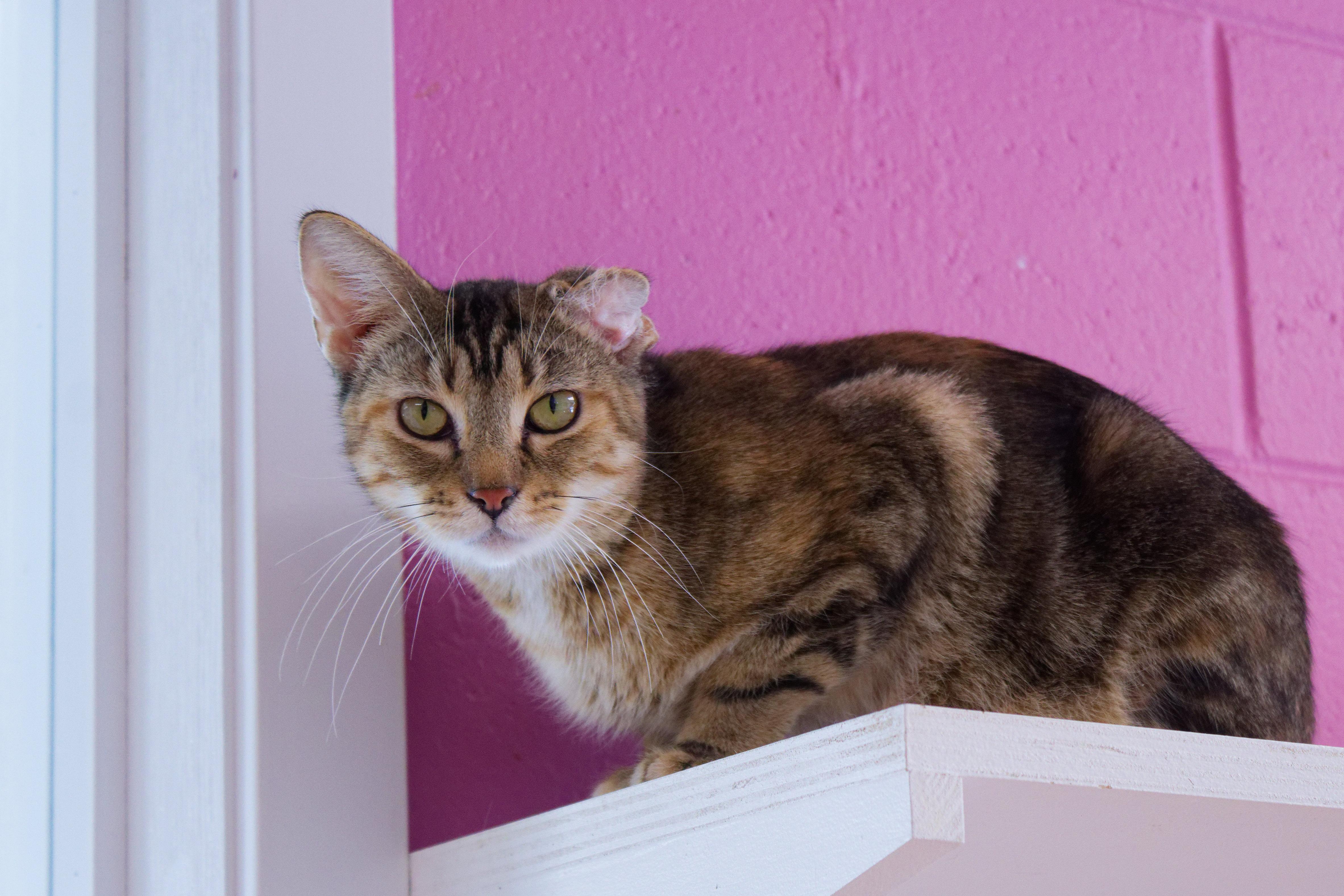 Enlarge Lindie, a ADOPTABLE Domestic Short Hair in Urbana, OH image 2/6