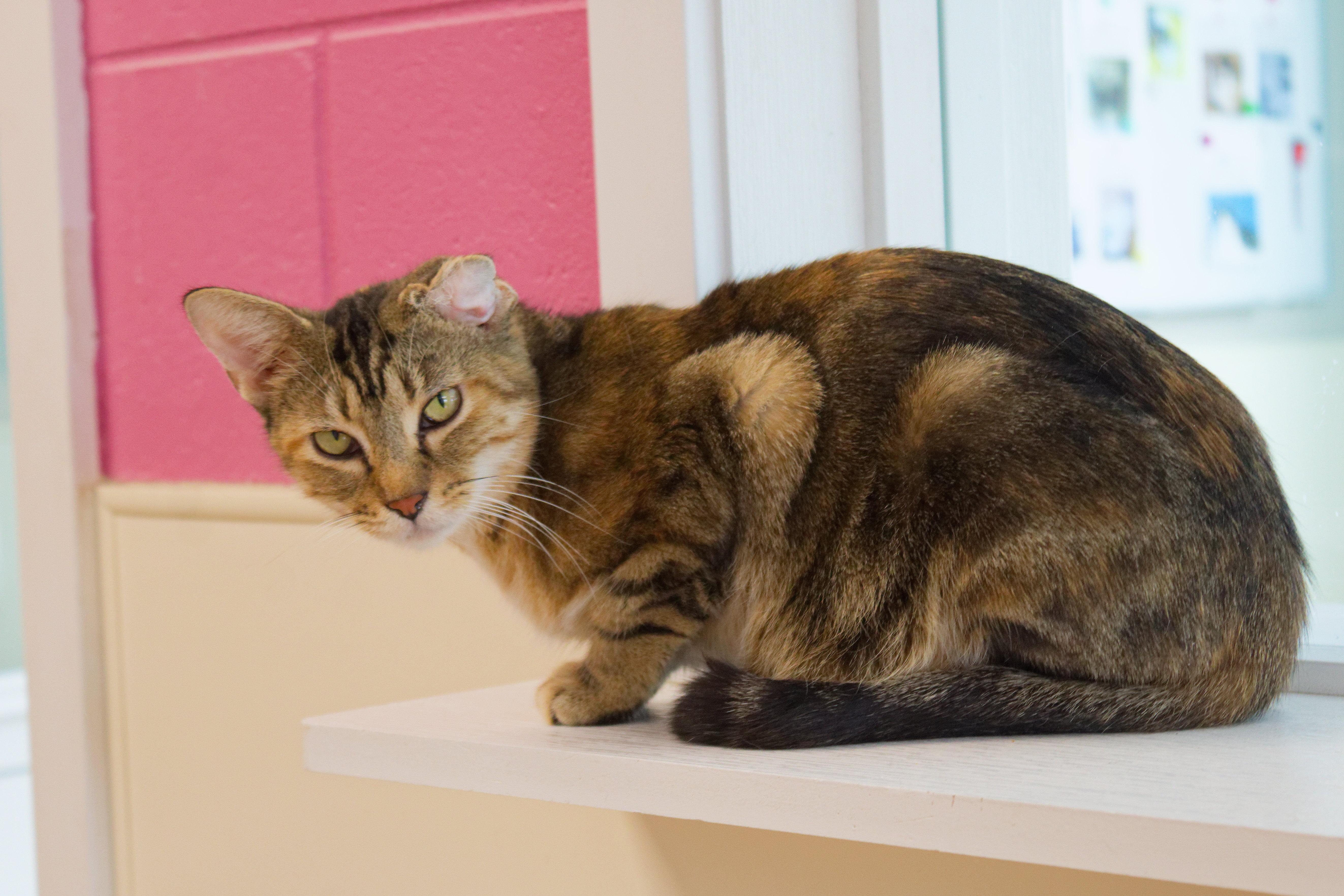 Enlarge Lindie, a ADOPTABLE Domestic Short Hair in Urbana, OH image 6/6