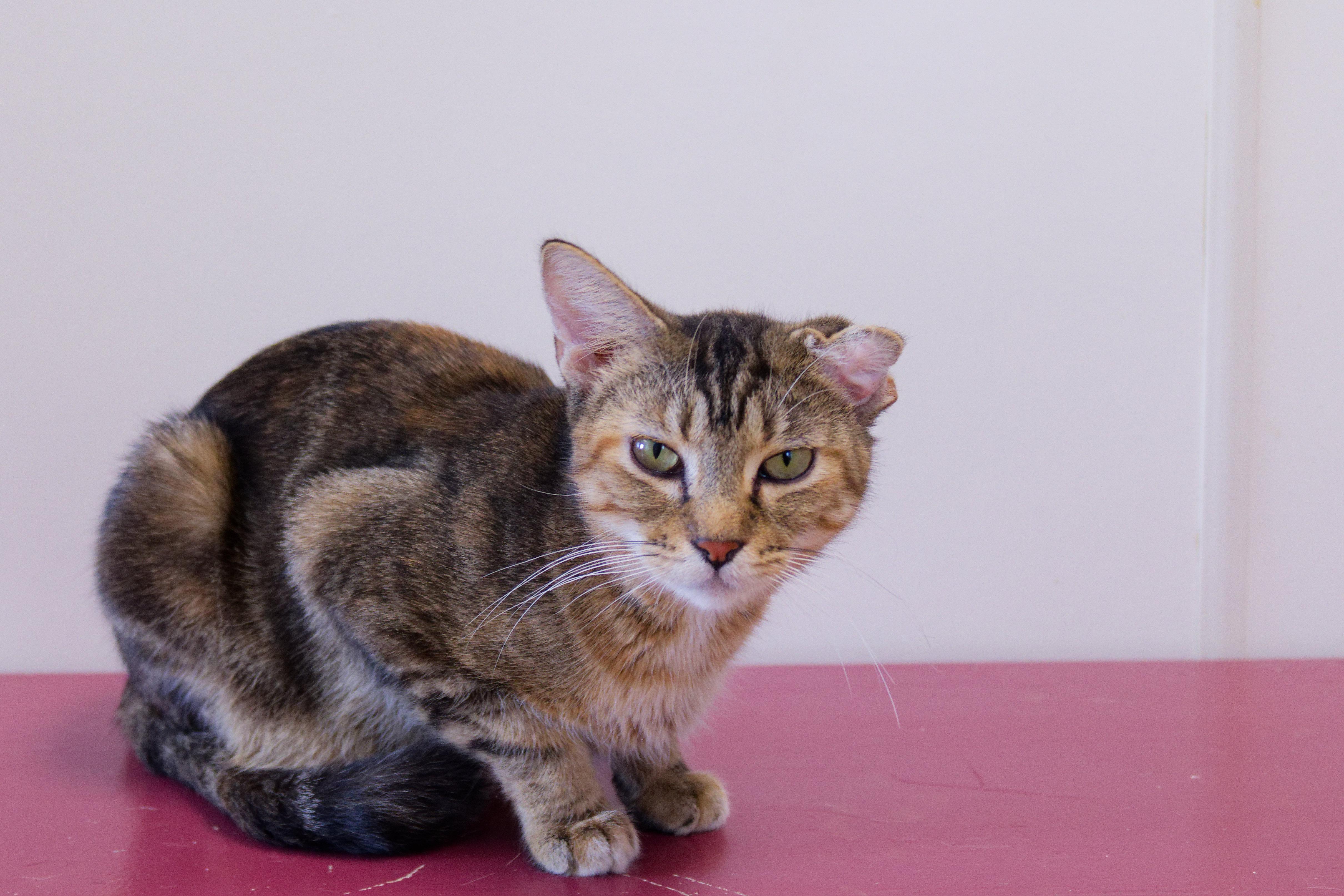 Enlarge Lindie, a ADOPTABLE Domestic Short Hair in Urbana, OH image 1/6
