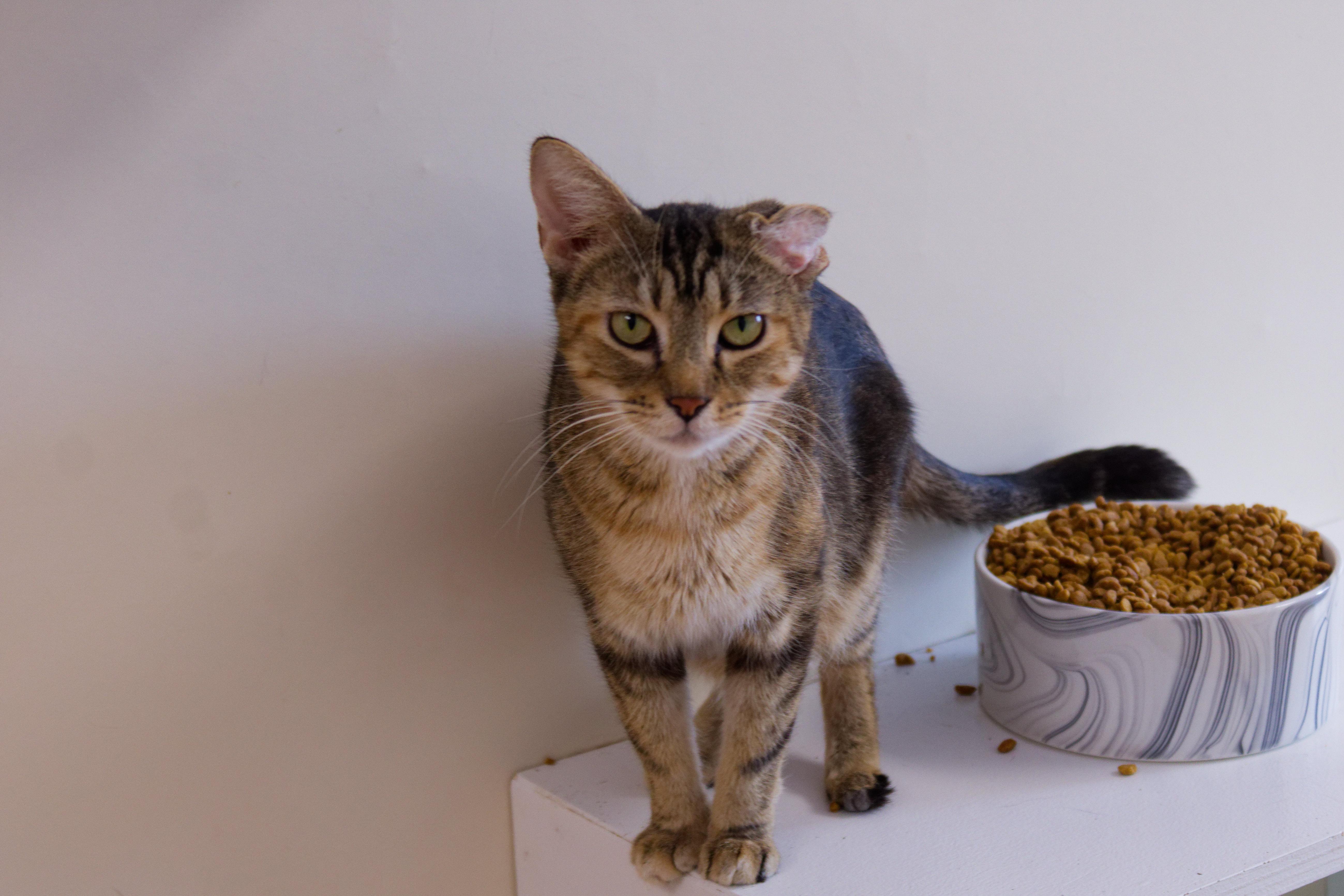 Enlarge Lindie, a ADOPTABLE Domestic Short Hair in Urbana, OH image 4/6