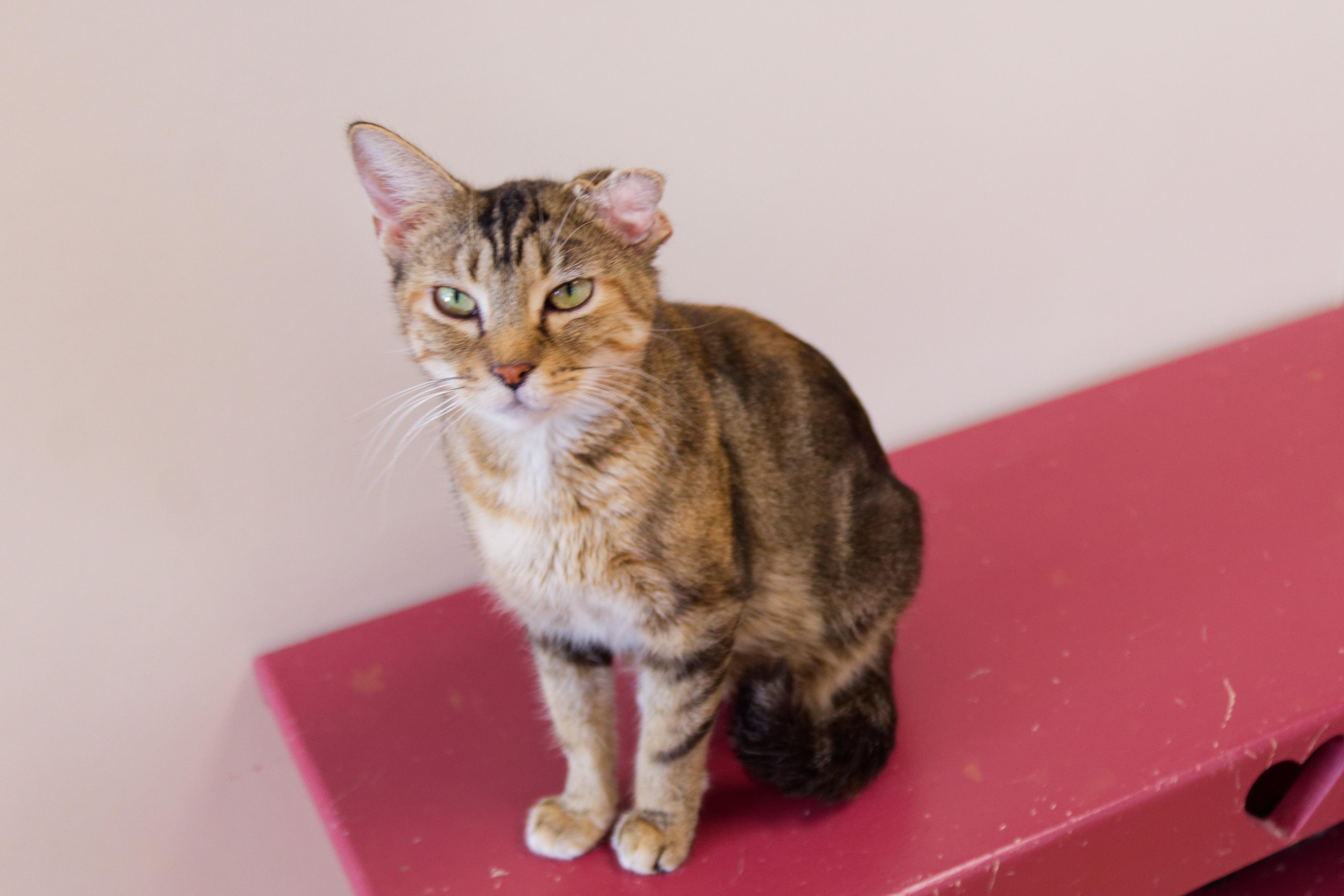 Enlarge Lindie, a ADOPTABLE Domestic Short Hair in Urbana, OH image 3/6