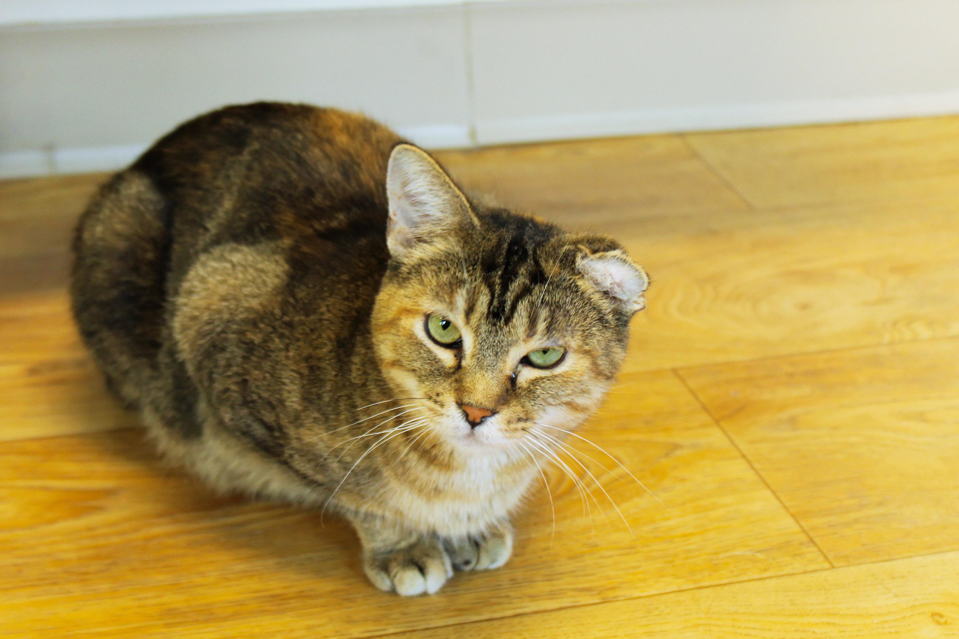 Lindie, a ADOPTABLE Domestic Short Hair in Urbana, OH image 2/6