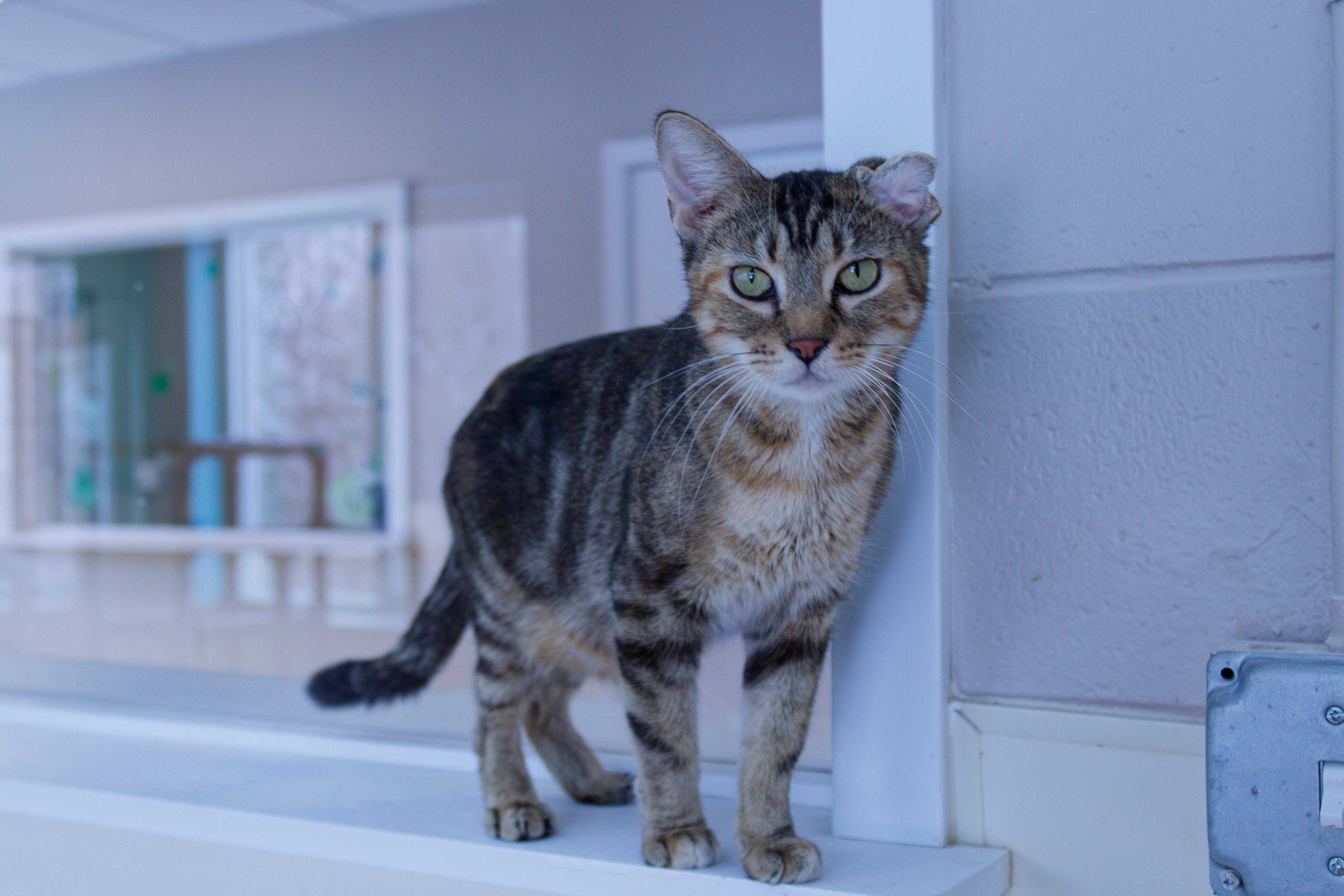 Enlarge Lindie, a ADOPTABLE Domestic Short Hair in Urbana, OH image 5/6