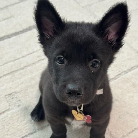 Enlarge Pepper, an adopted mixed breed in Libertyville, IL image 4/4