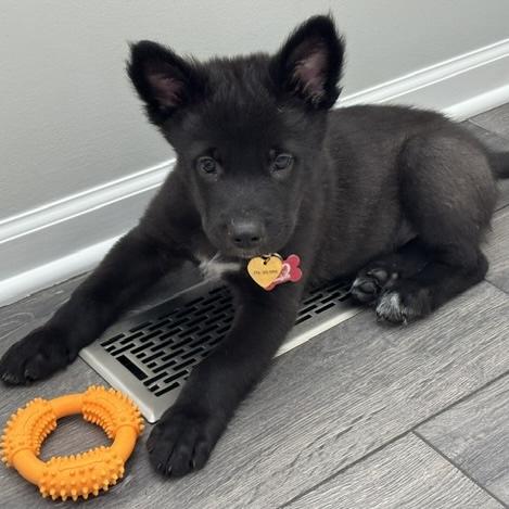 Pepper, adopted, Puppy Male German Shepherd Dog.