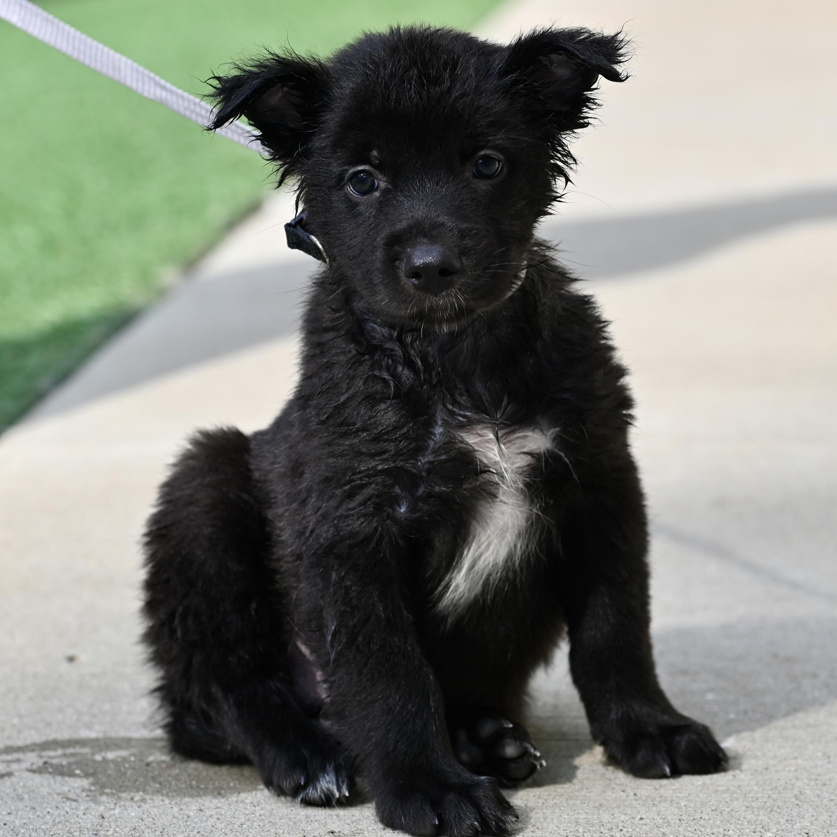 Enlarge Pepper, an adopted mixed breed in Libertyville, IL image 3/4