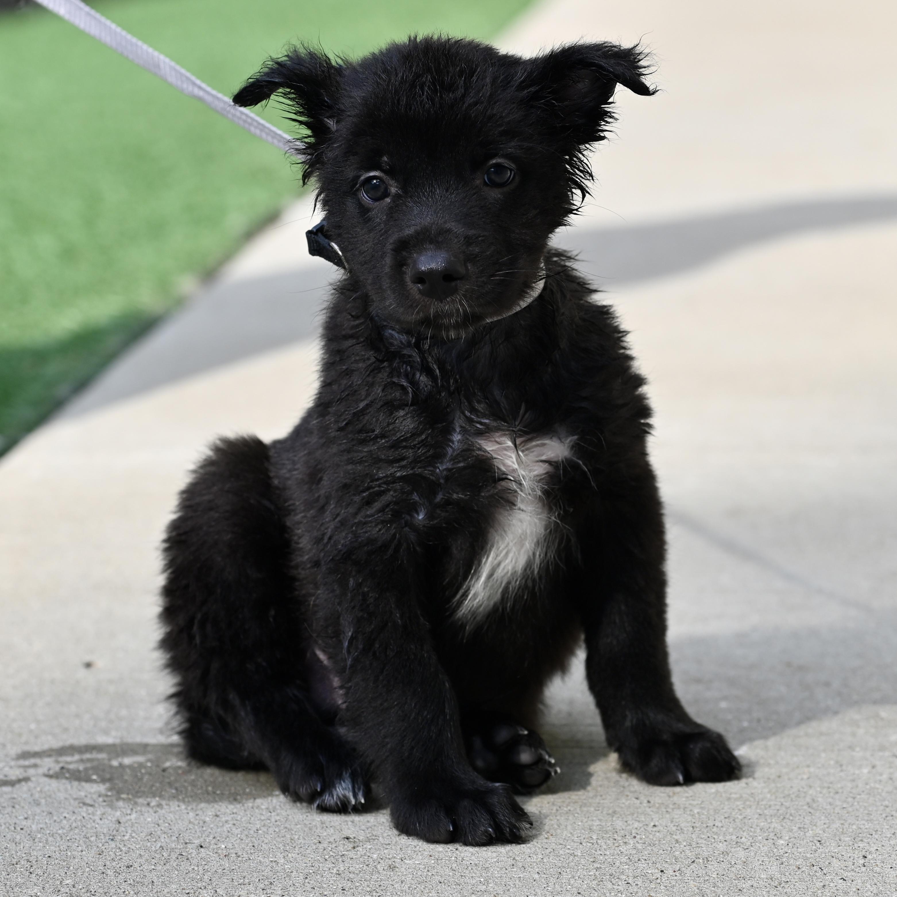 Enlarge Pepper, an adopted mixed breed in Libertyville, IL image 2/4