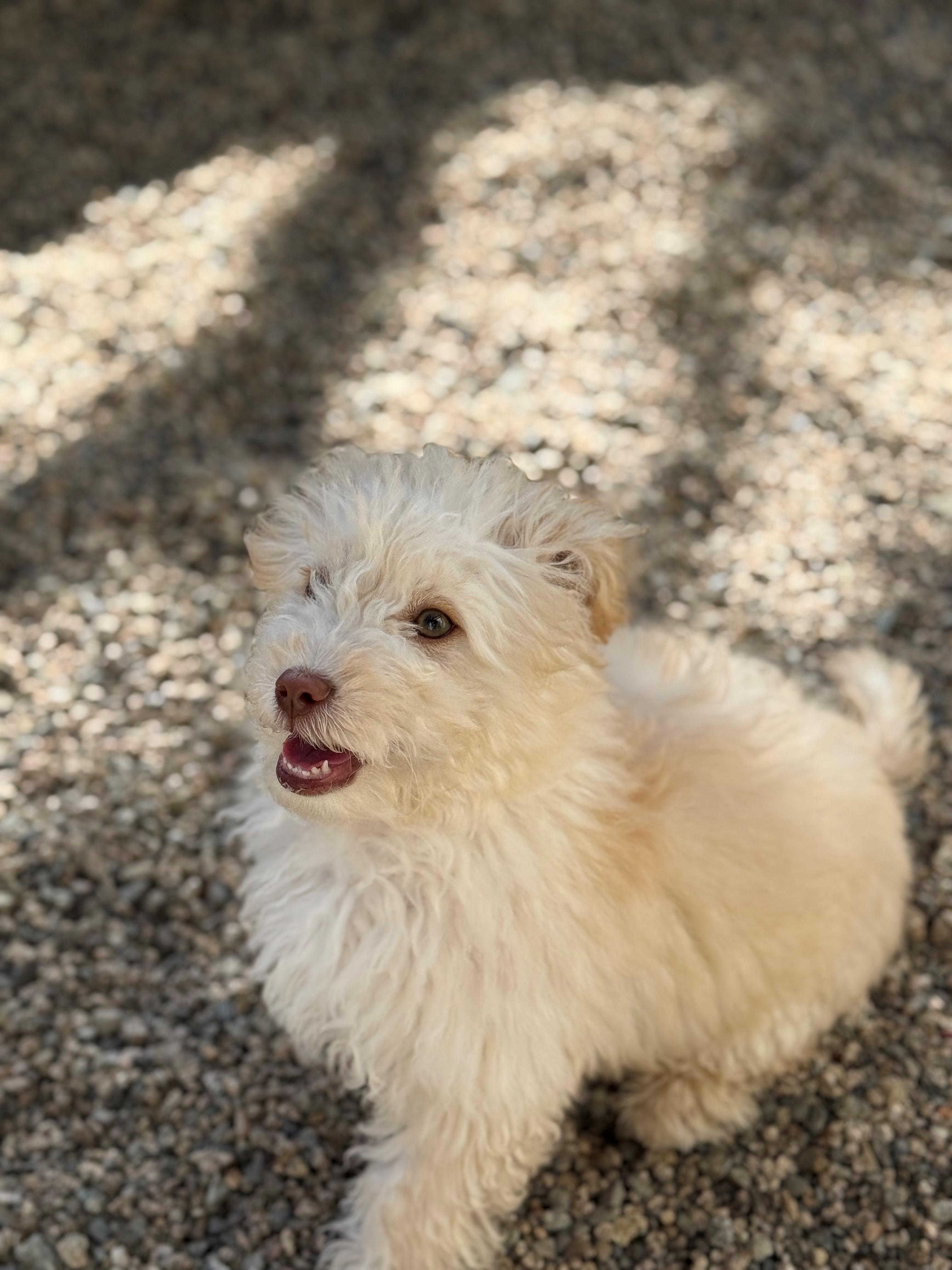 Willie, an adopted Maltipoo in Laguna Beach, CA image 4/4