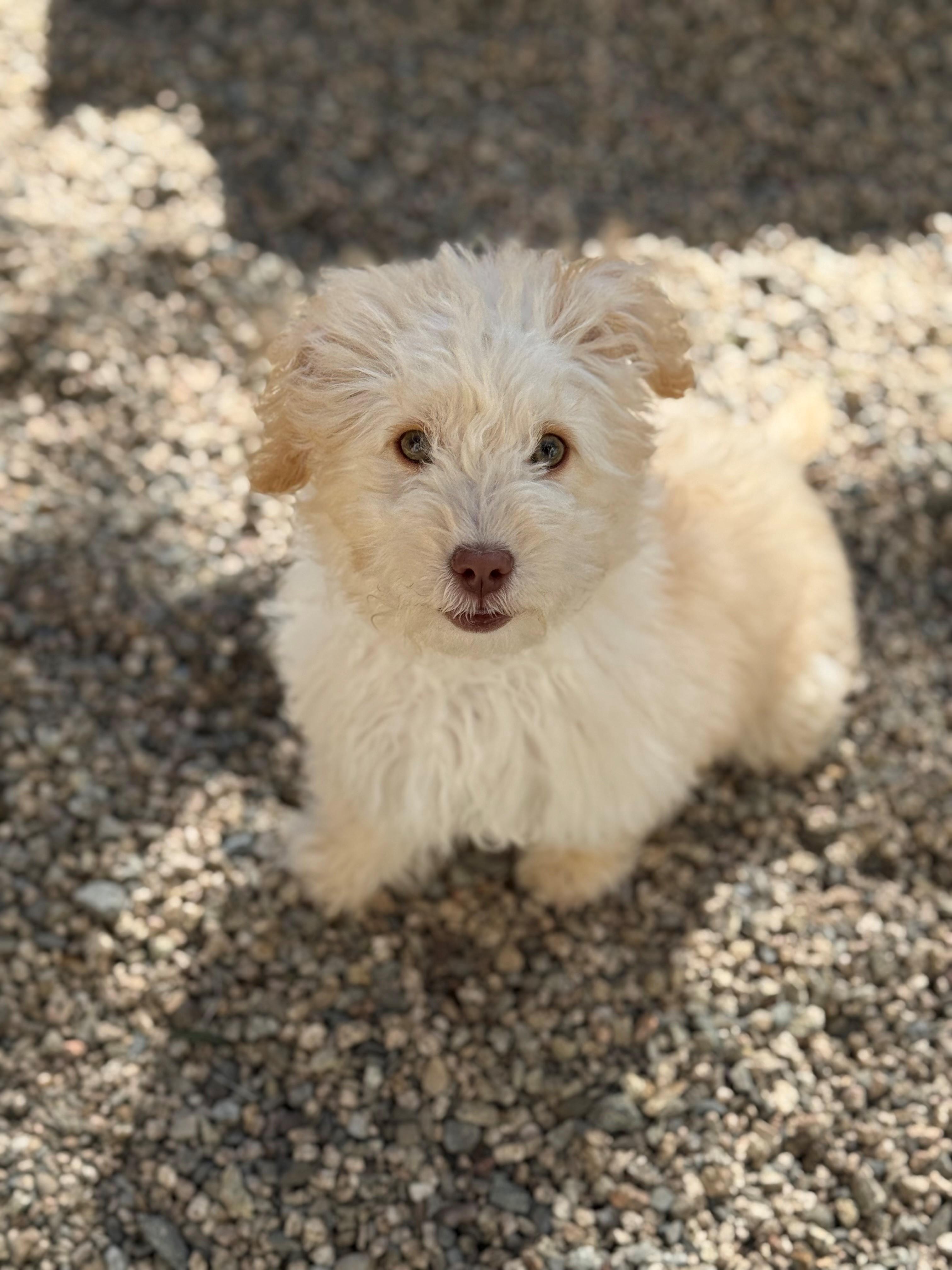 Willie, an adopted Maltipoo in Laguna Beach, CA image 3/4