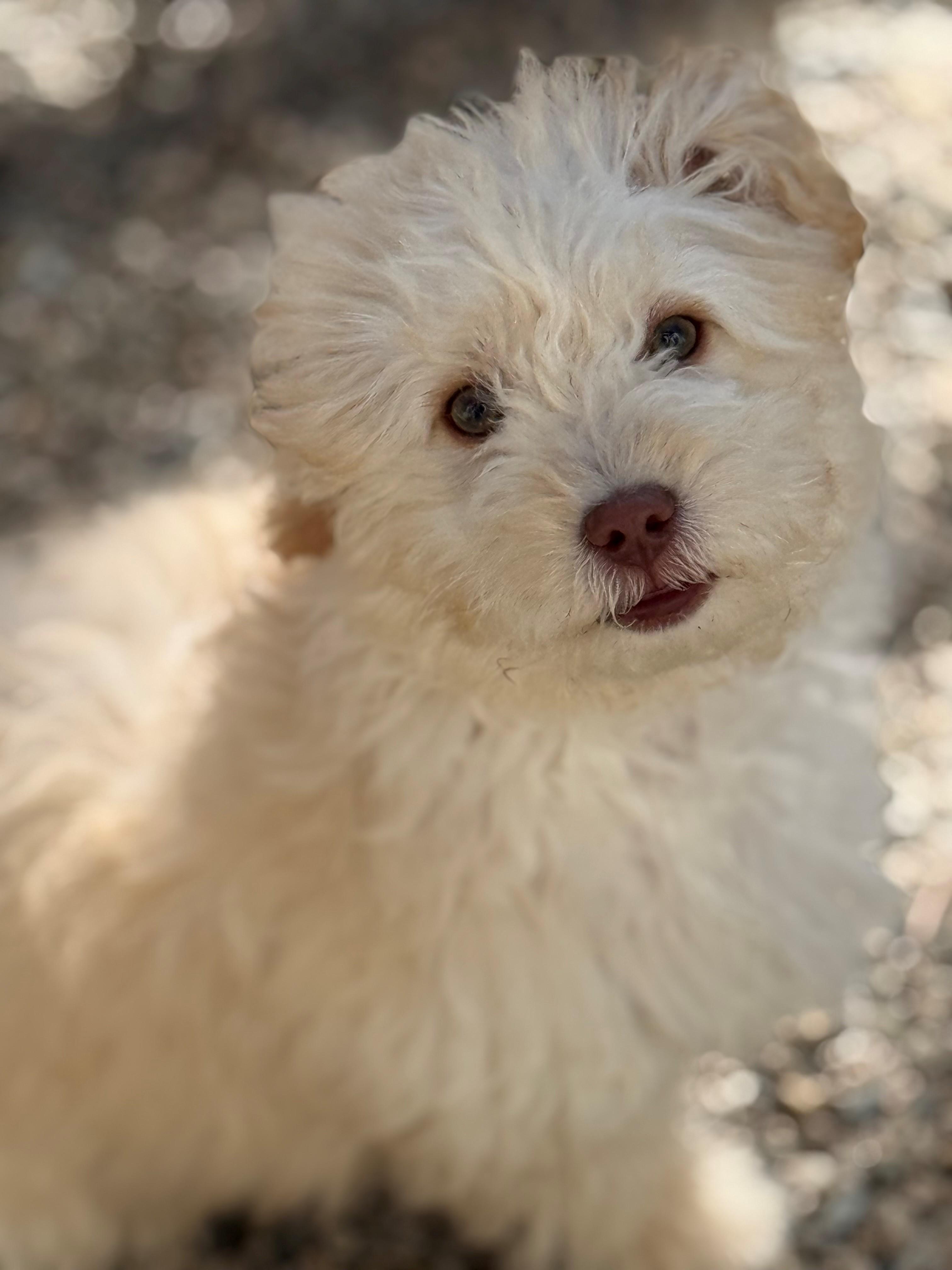 Willie, adopted, Young Male Maltipoo.