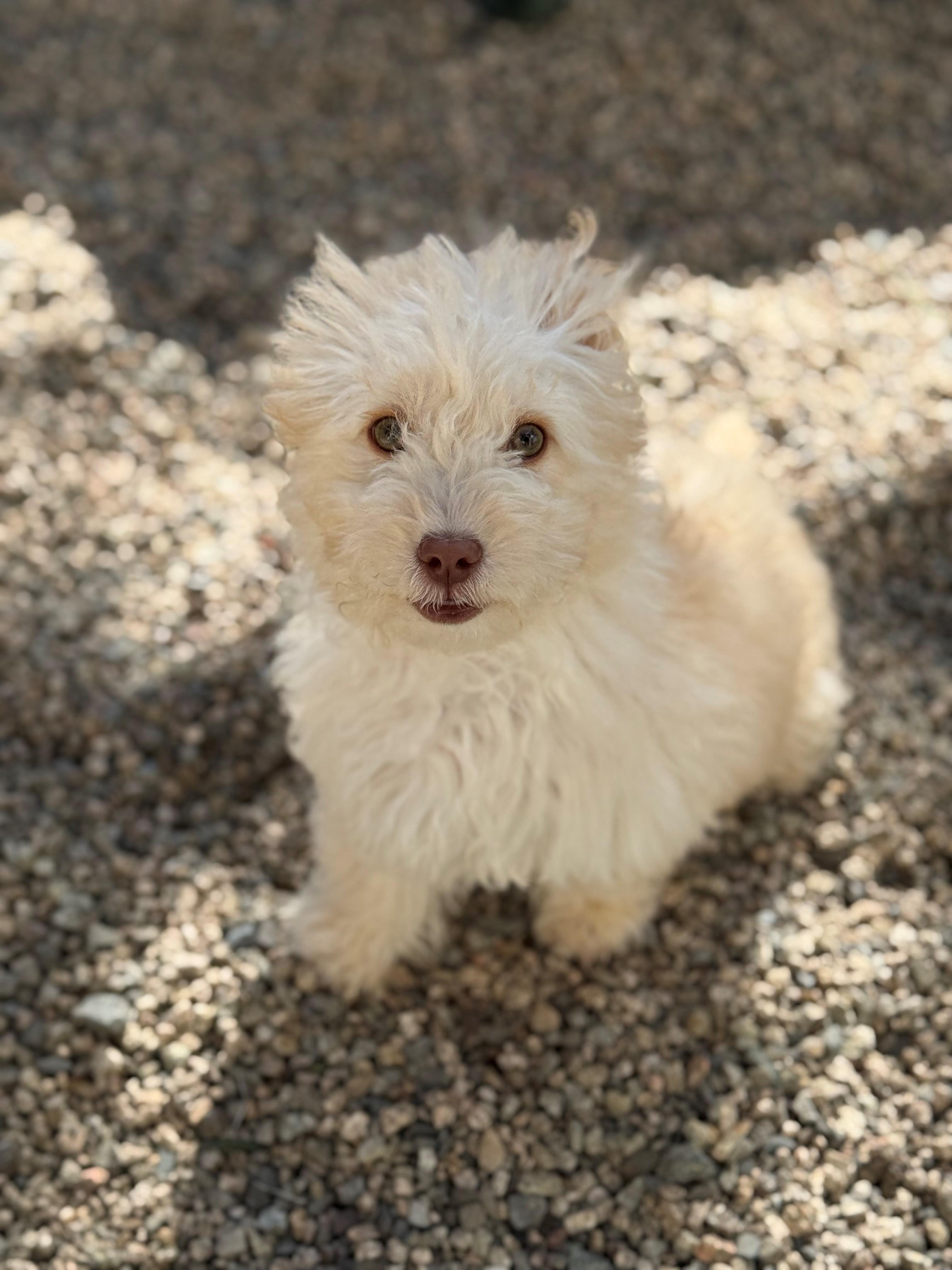 Willie, an adopted Maltipoo in Laguna Beach, CA image 2/4