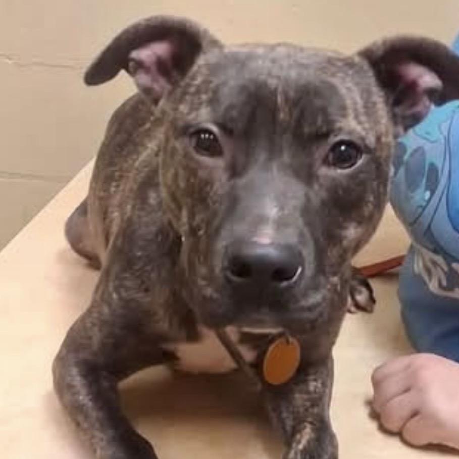 Goose, Adoptable, Young Male Black Mouth Cur.