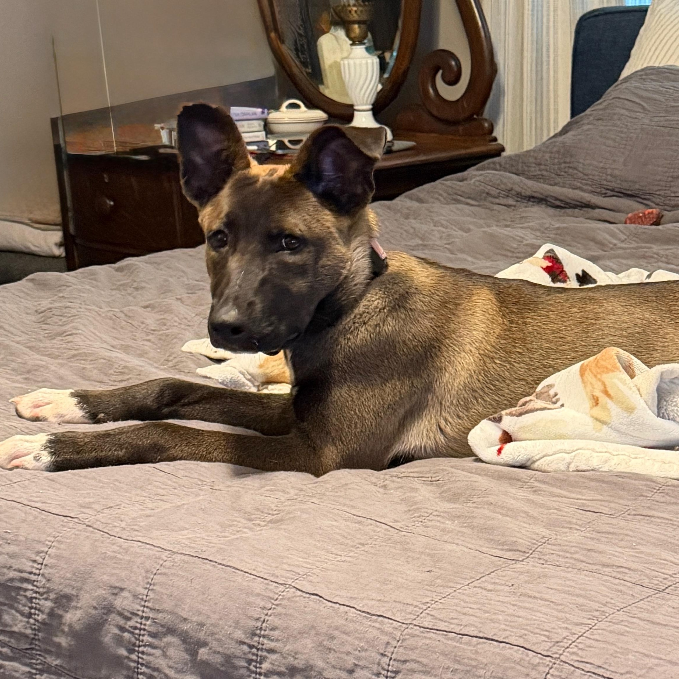Mara, an adopted mixed breed in Houston, TX image 5/6