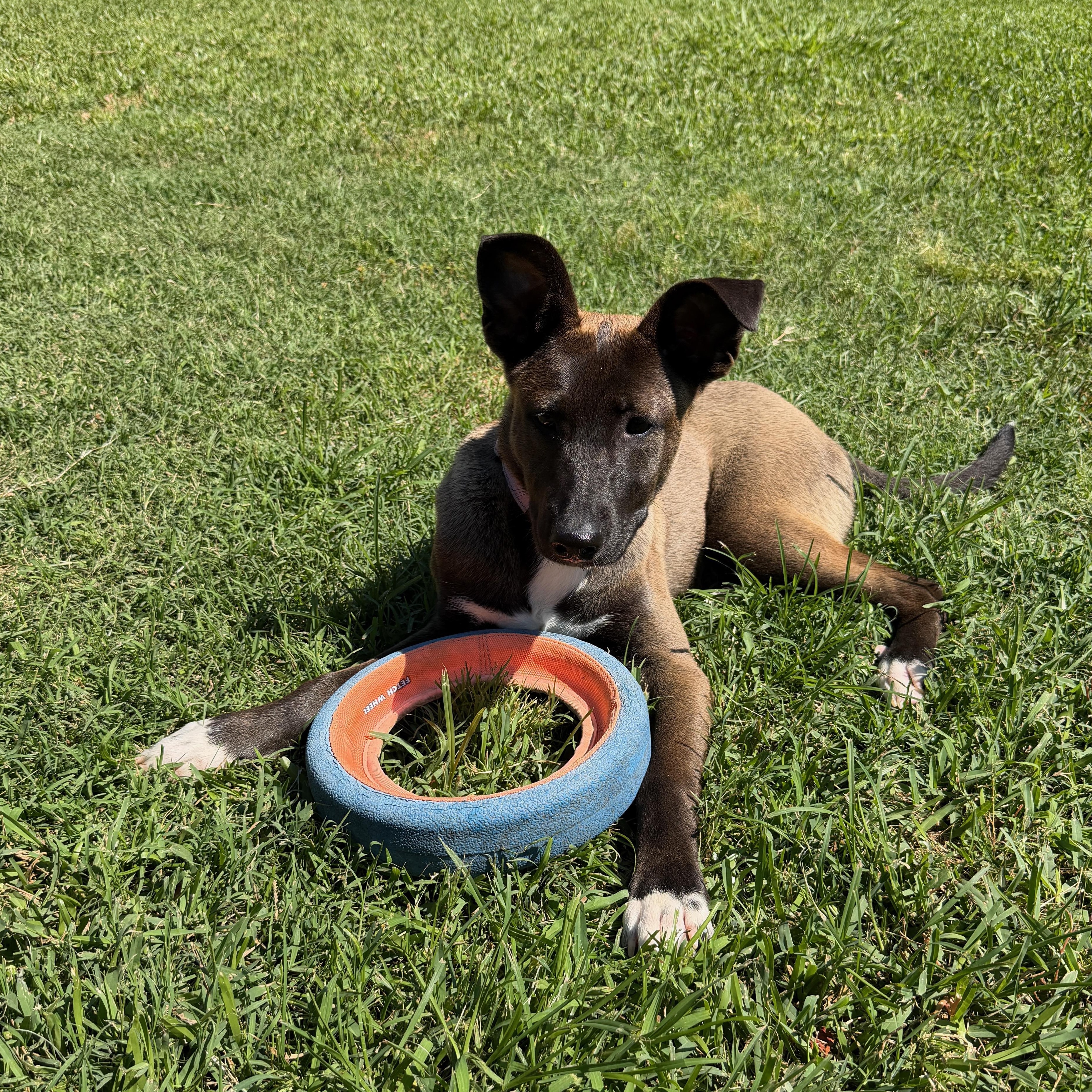 Mara, an adopted mixed breed in Houston, TX image 2/6