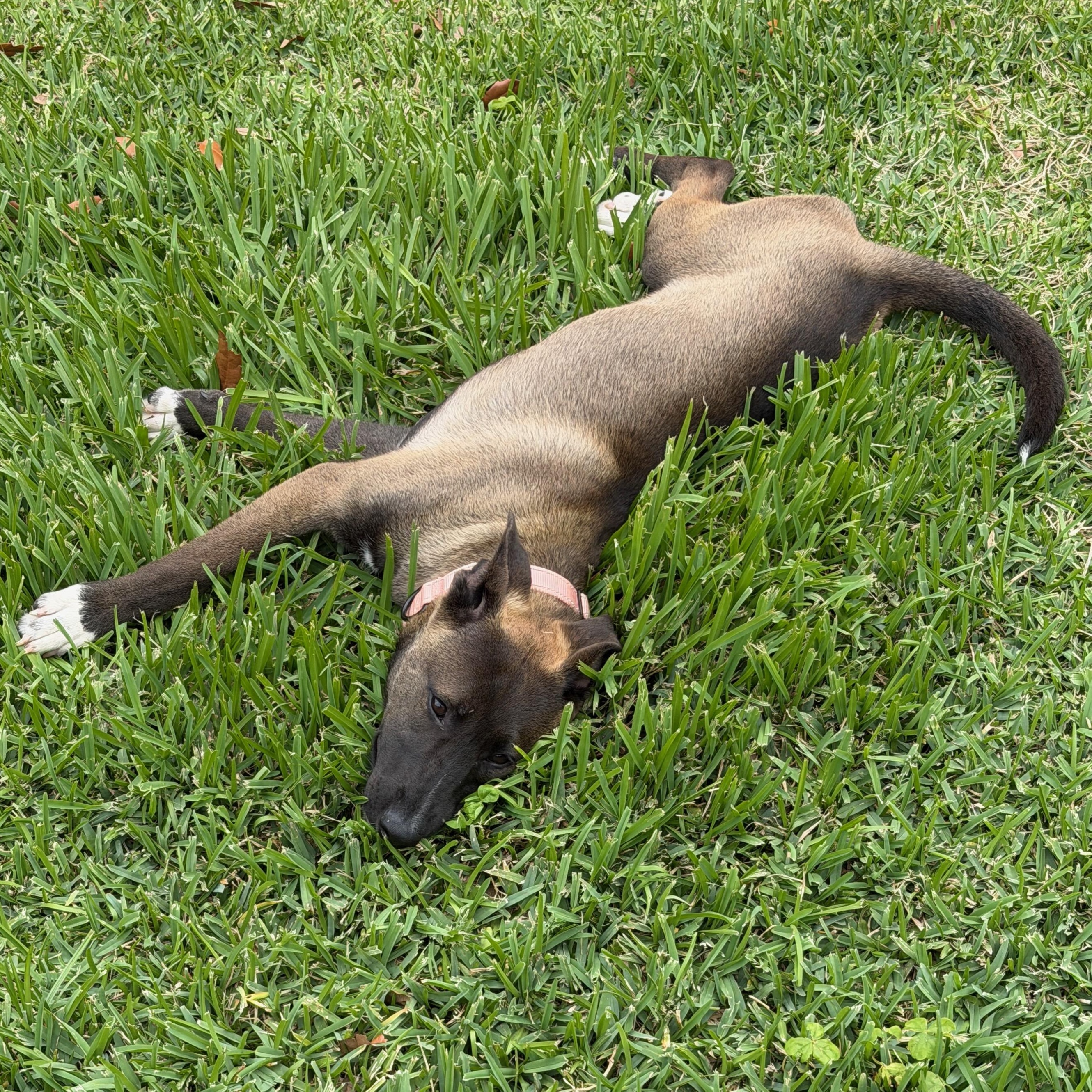 Mara, an adopted mixed breed in Houston, TX image 4/6