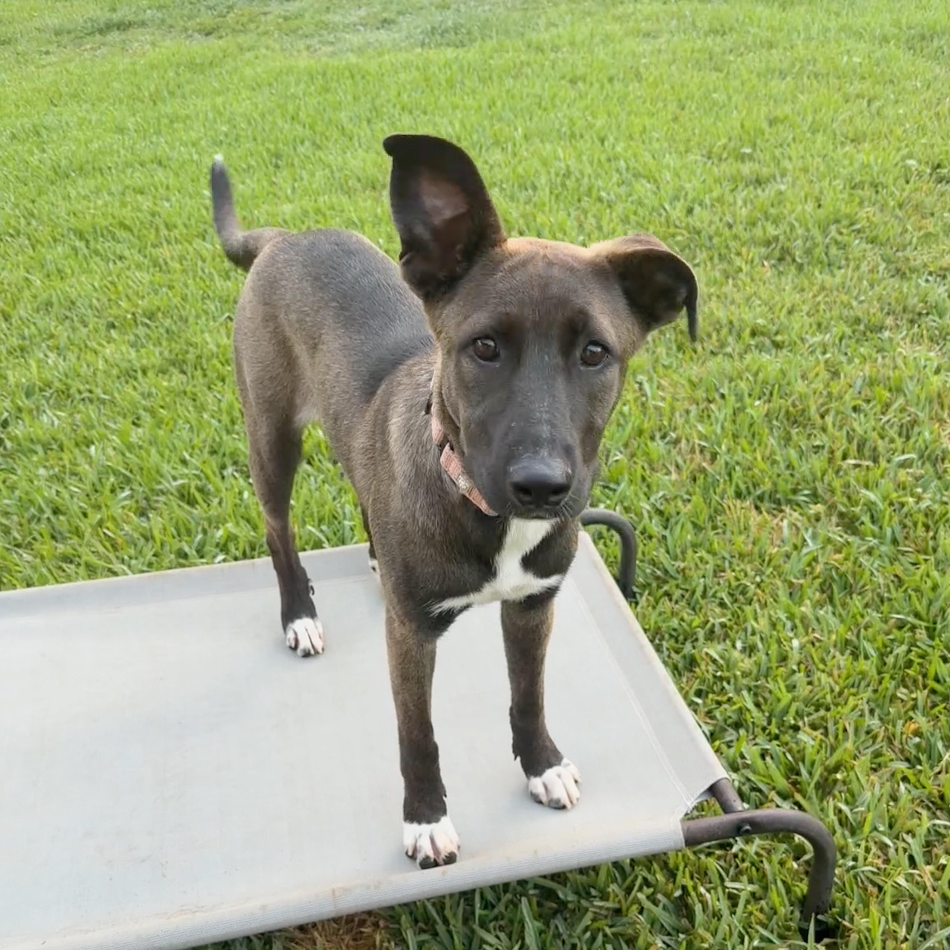Mara, an adopted mixed breed in Houston, TX image 1/6