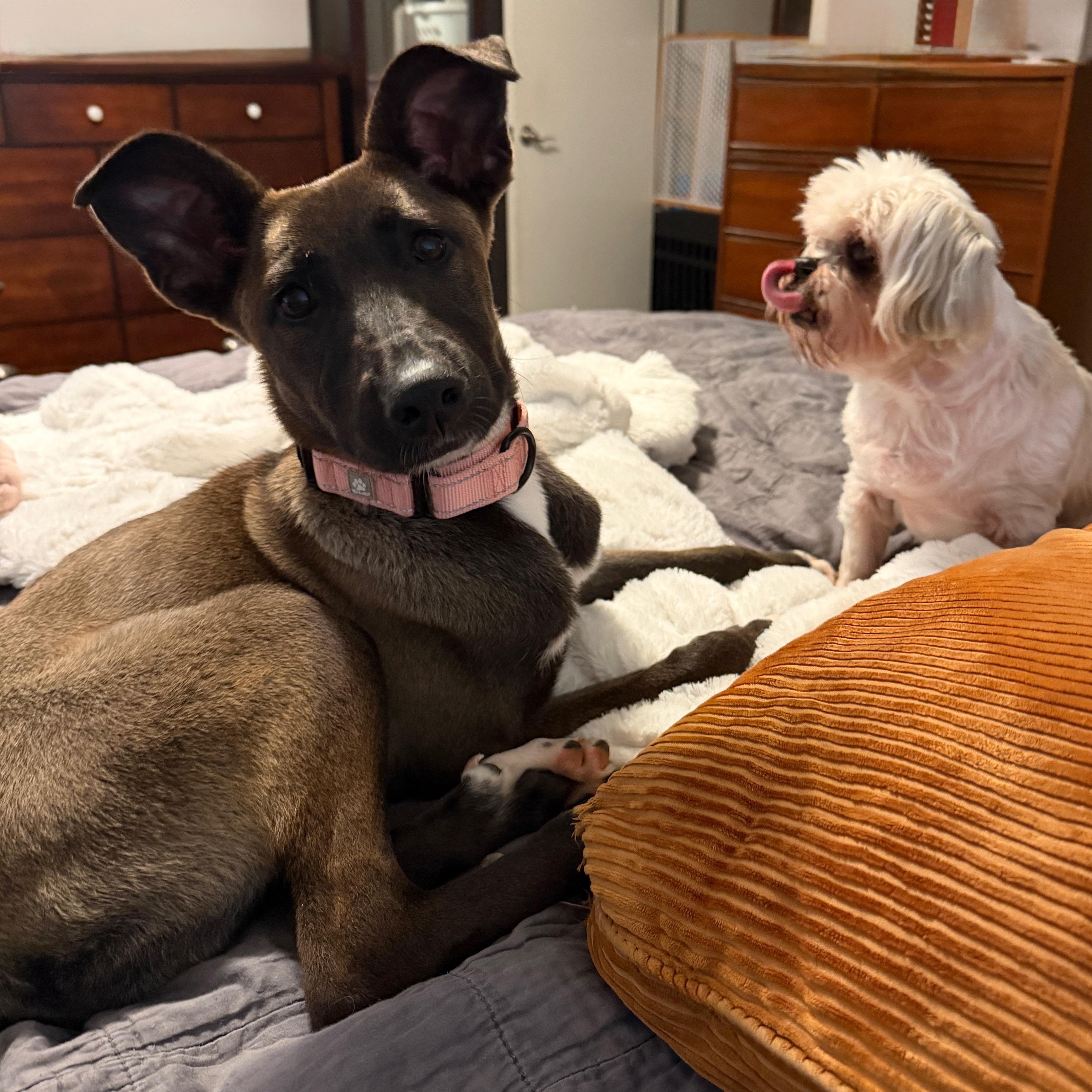 Mara, an adopted mixed breed in Houston, TX image 6/6