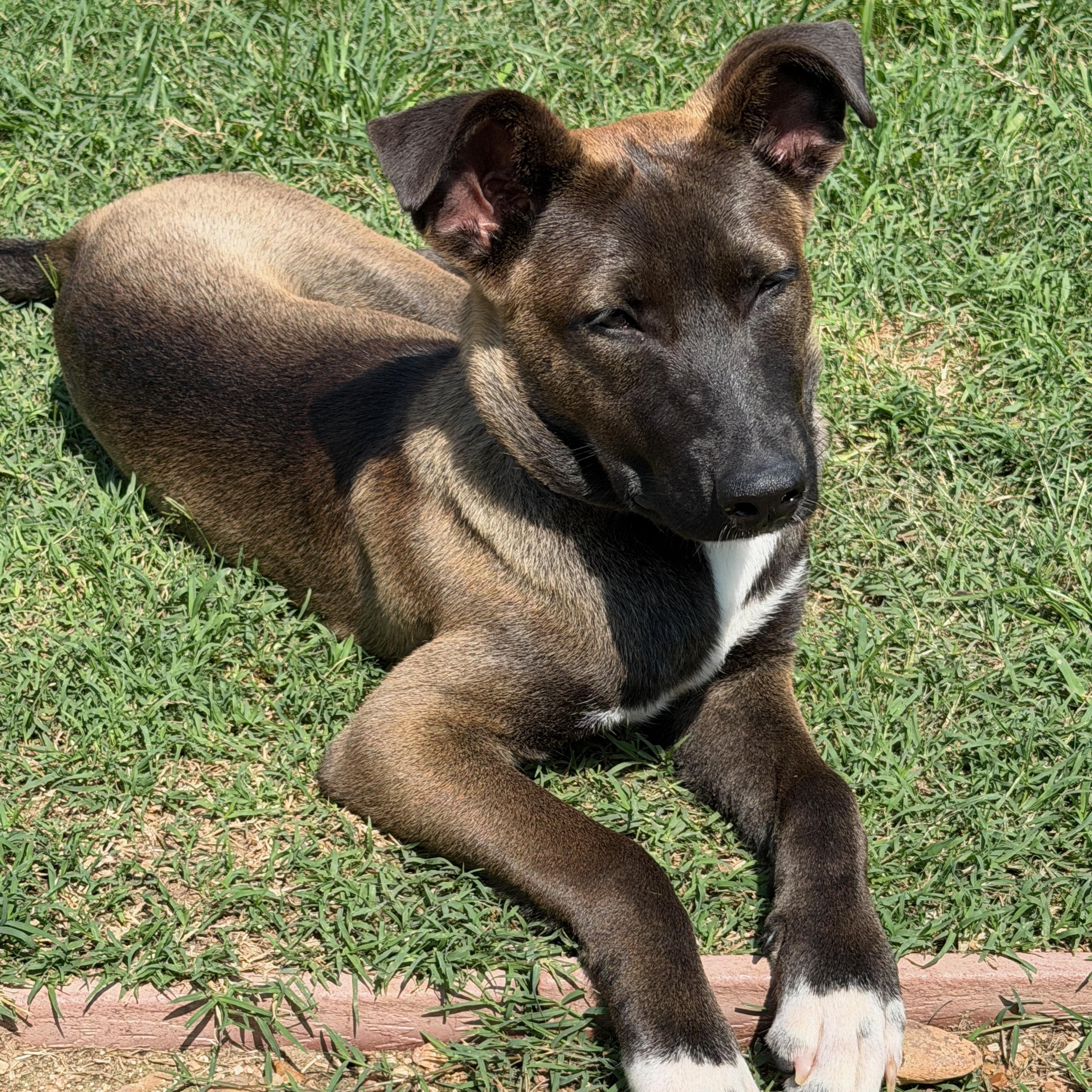 Mara, an adopted mixed breed in Houston, TX image 3/6