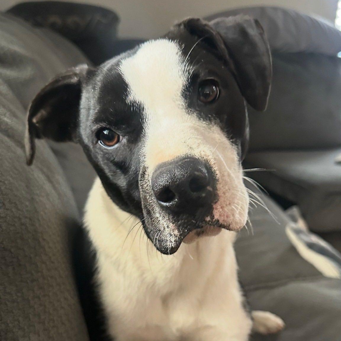 Enlarge Tillie, a ADOPTABLE mixed breed in Winchester, KY image 3/3