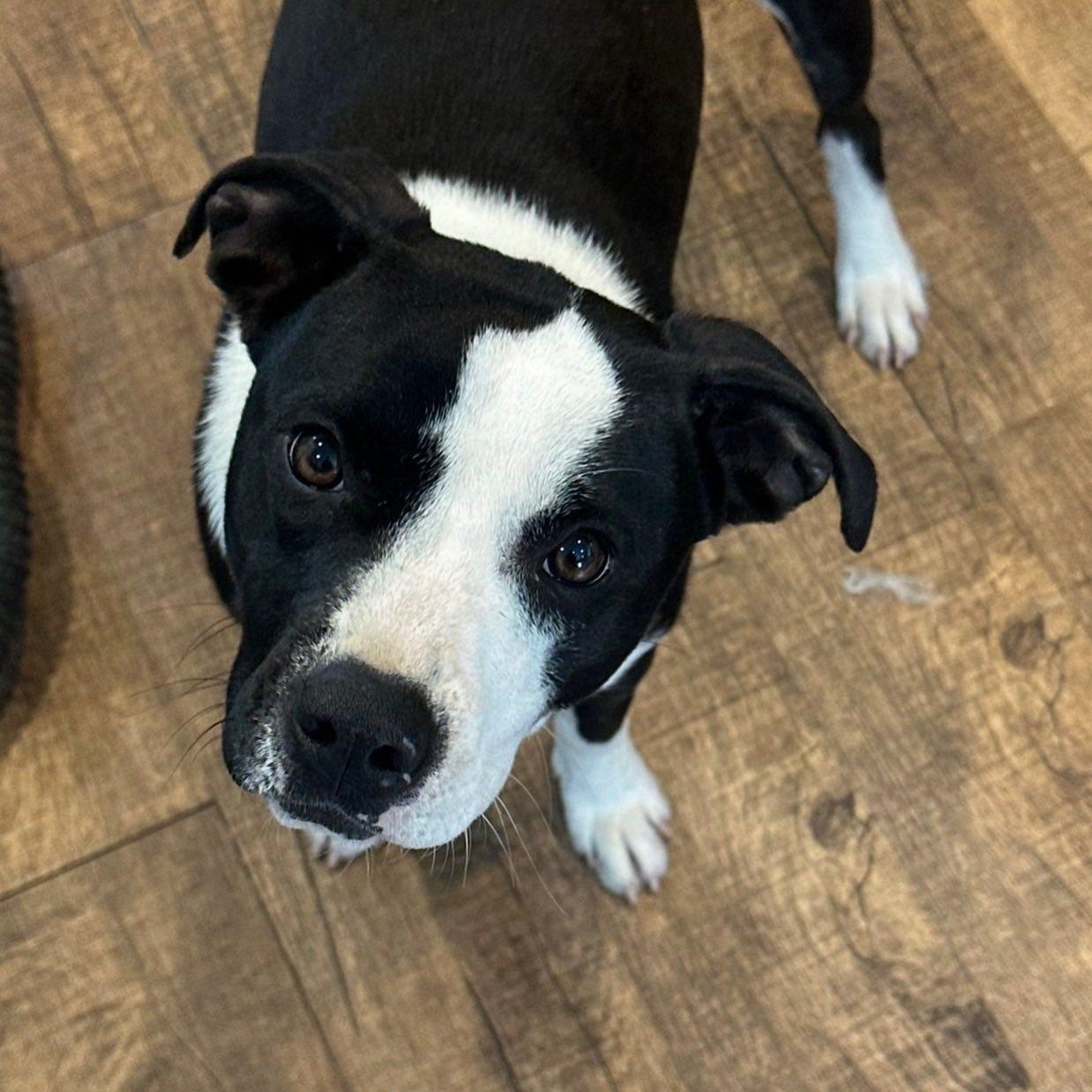 Enlarge Tillie, a ADOPTABLE mixed breed in Winchester, KY image 2/3