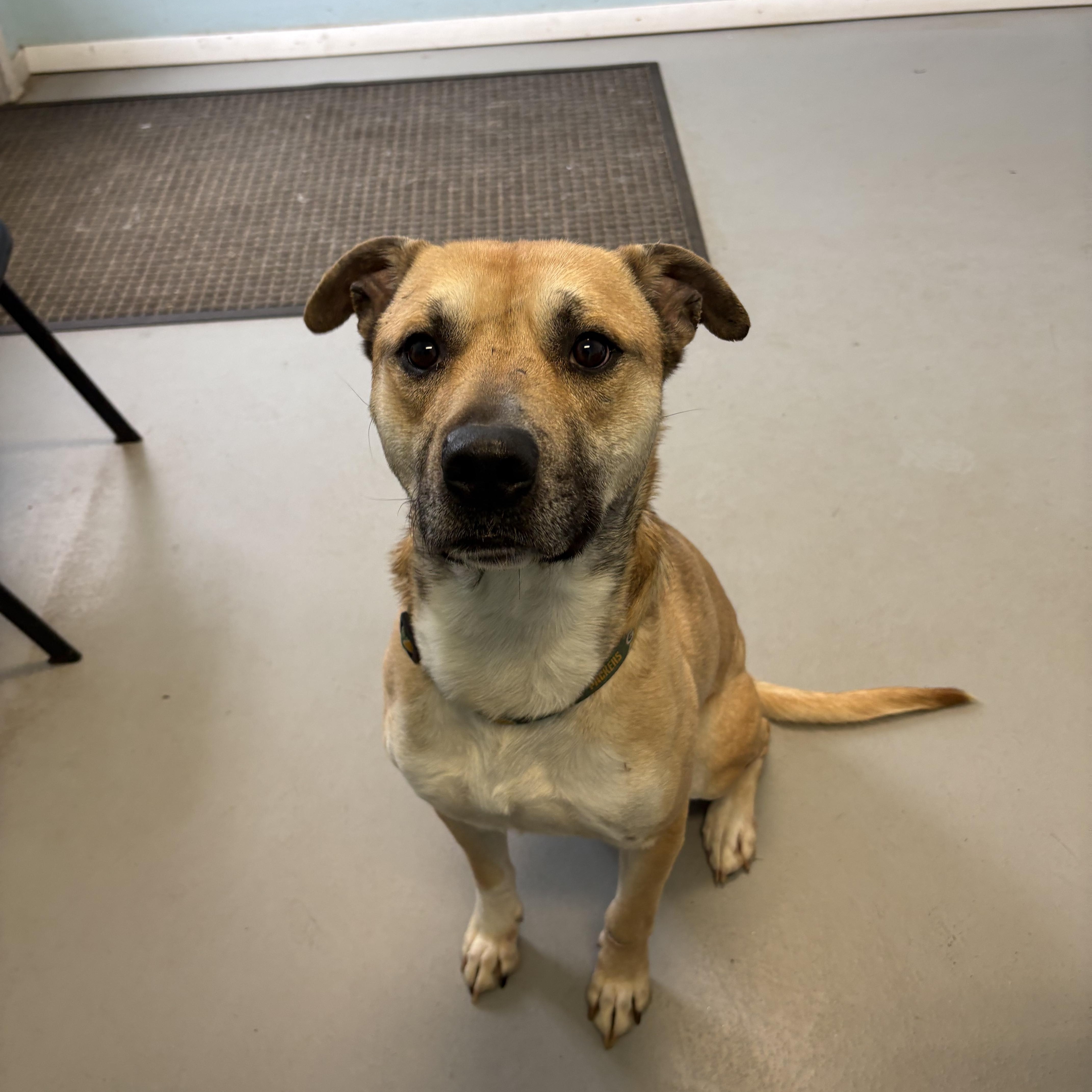 Enlarge Cooper, a ADOPTABLE Mixed Breed in Big Rapids, MI image 2/3