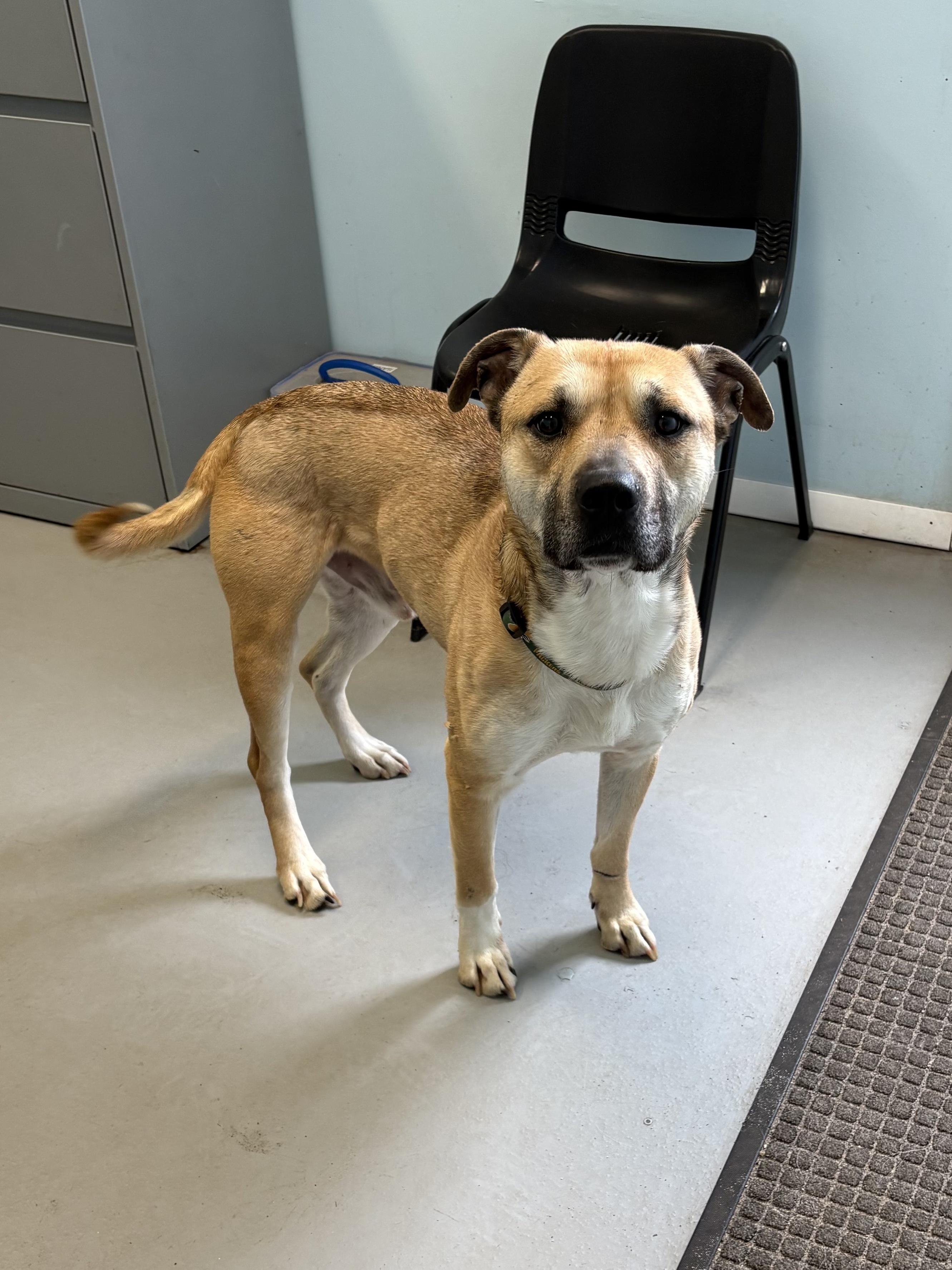 Cooper, ADOPTABLE, Adult Male Mixed Breed.