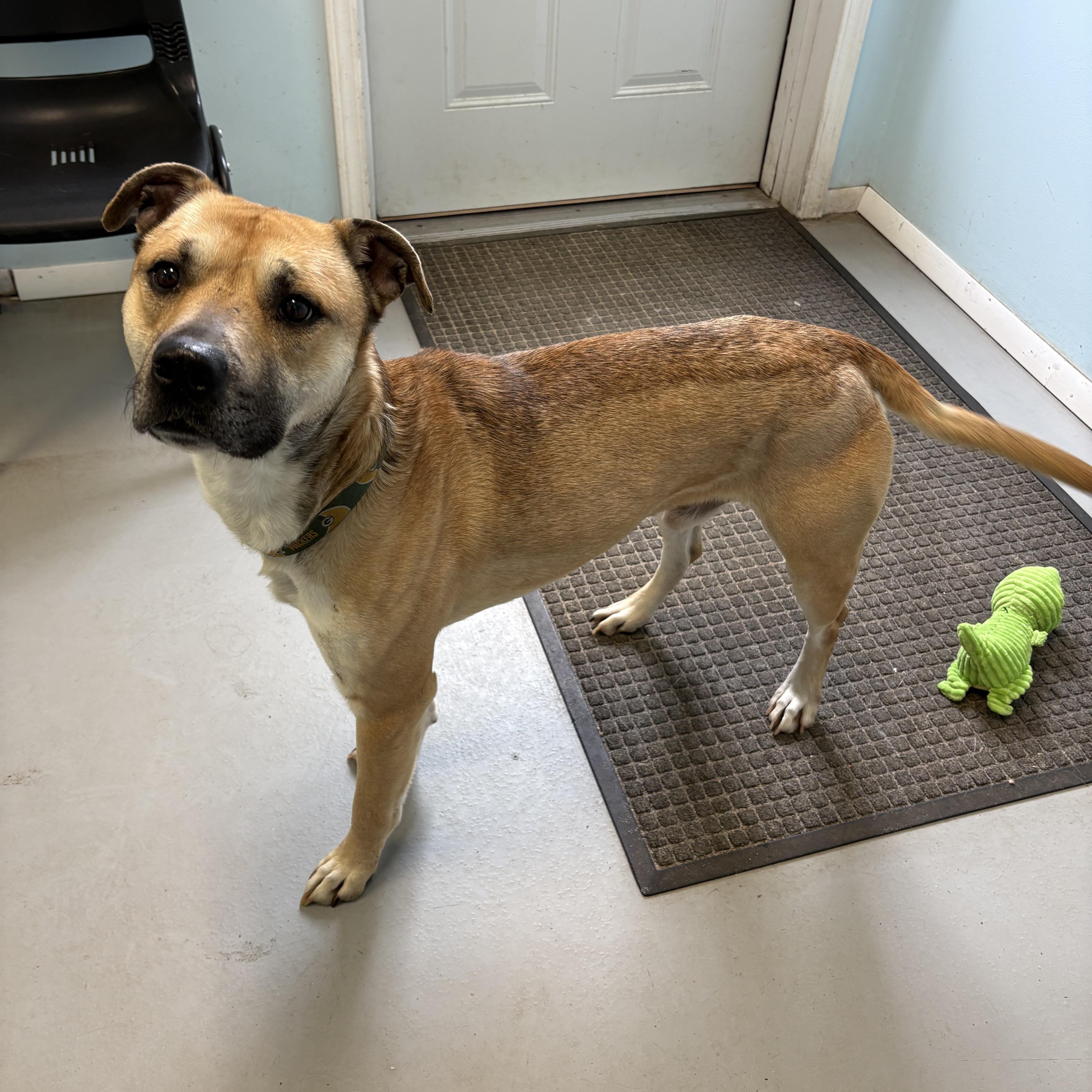 Enlarge Cooper, a ADOPTABLE Mixed Breed in Big Rapids, MI image 3/3