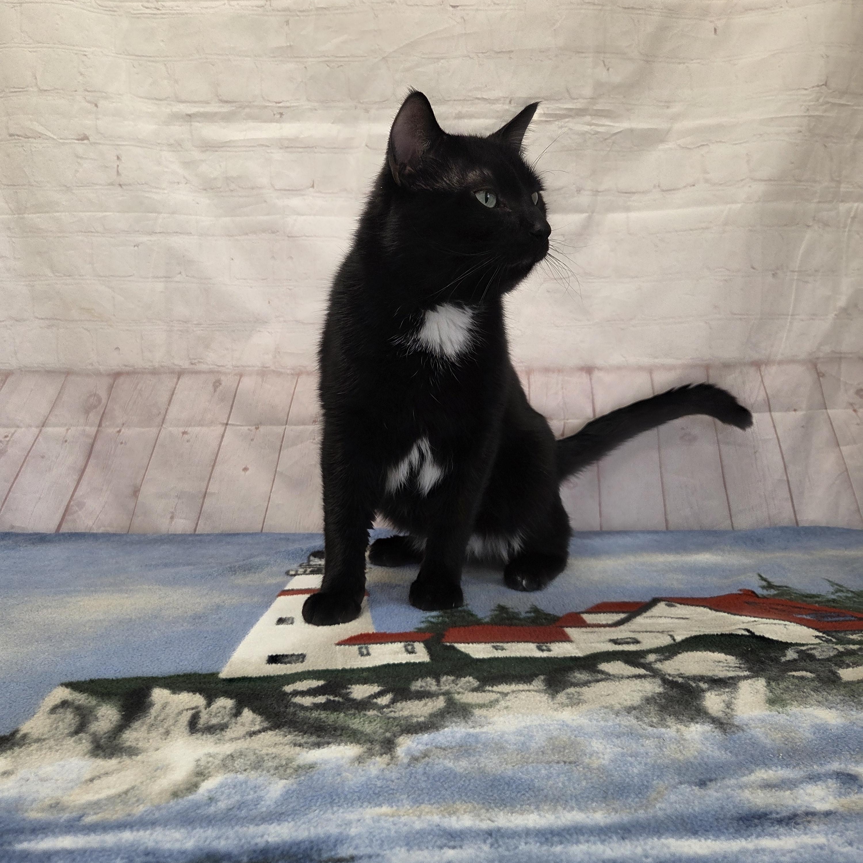 Enlarge Caden, a ADOPTABLE Domestic Short Hair in Red Wing, MN image 4/5