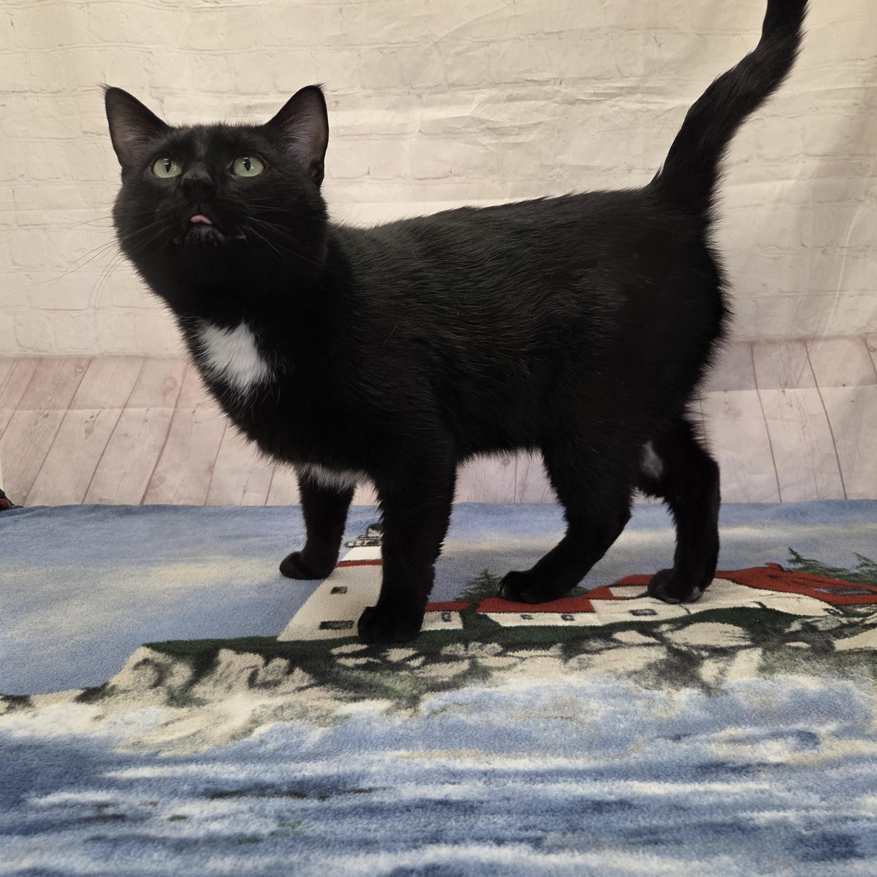 Enlarge Caden, a ADOPTABLE Domestic Short Hair in Red Wing, MN image 3/5