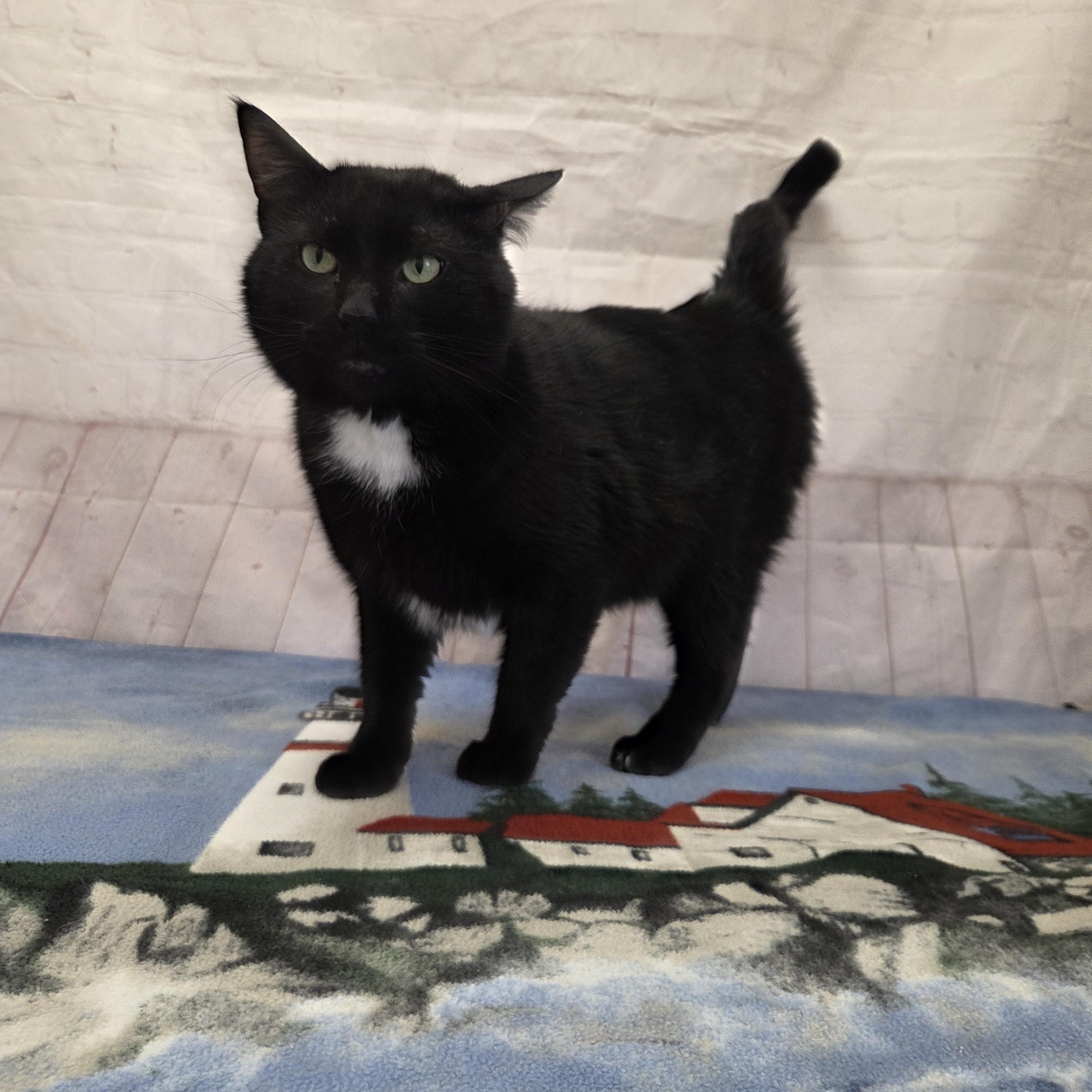 Enlarge Caden, a ADOPTABLE Domestic Short Hair in Red Wing, MN image 2/5