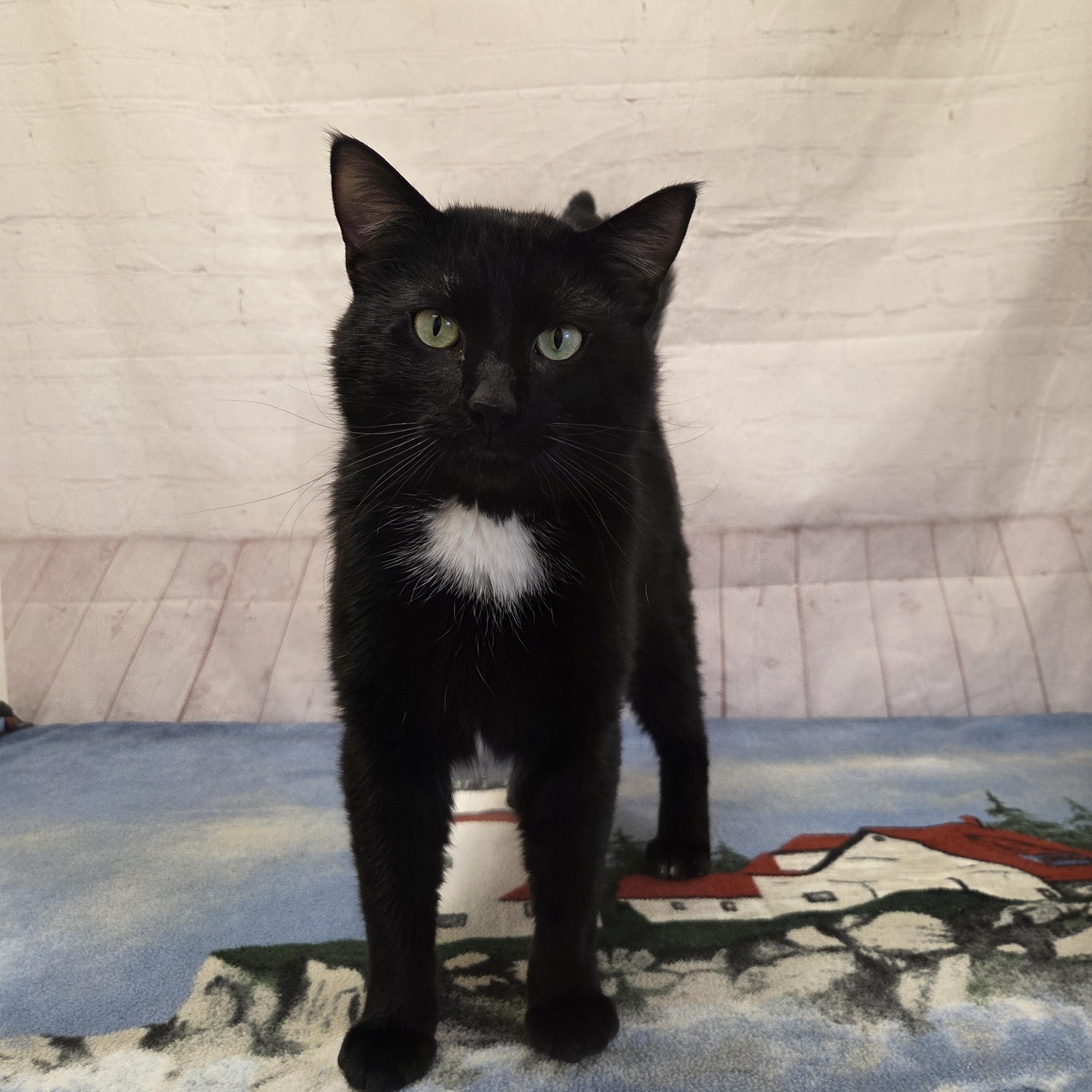 Caden, ADOPTABLE, Adult Male Domestic Short Hair.