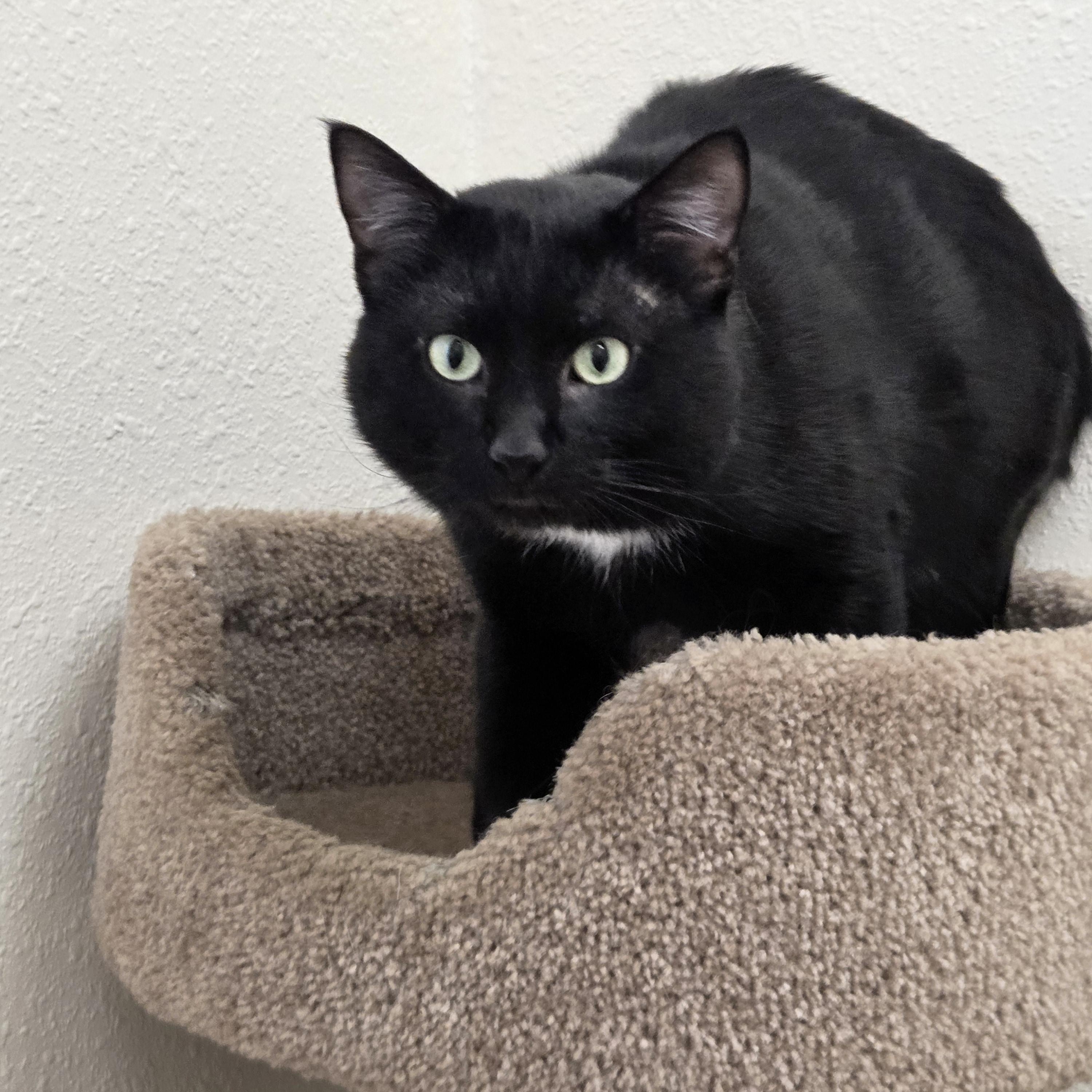 Enlarge Caden, a ADOPTABLE Domestic Short Hair in Red Wing, MN image 5/5