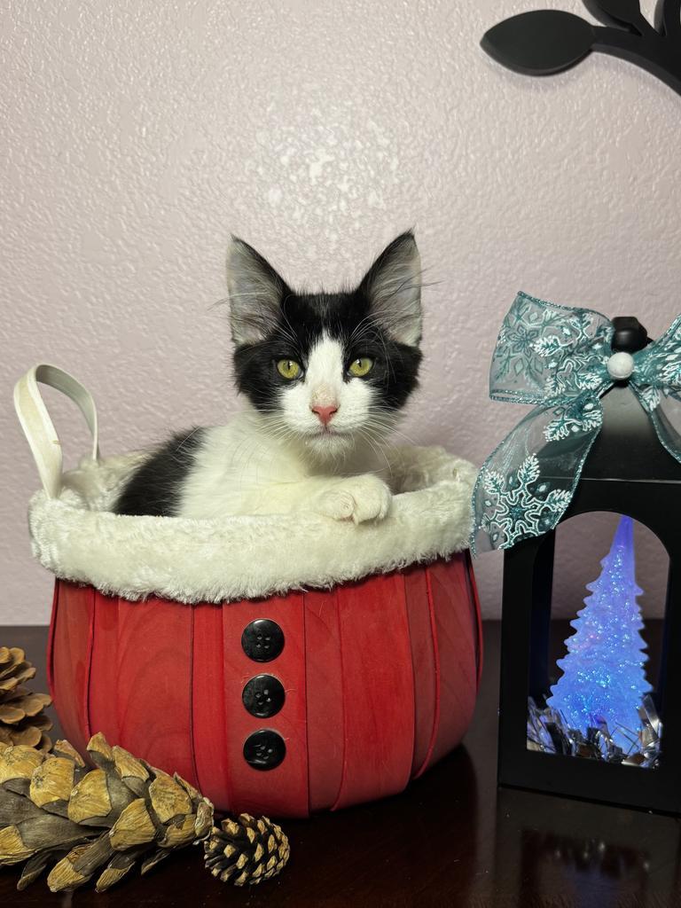 Milo, Adoptable, Kitten Male Domestic Long Hair.