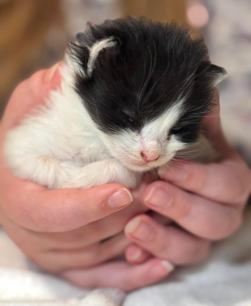 Enlarge Milo, a Adoptable mixed breed in Ontario, OR image 2/2