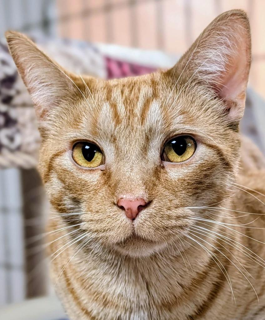 Earnhardt, Adoptable, Young Male Domestic Short Hair.