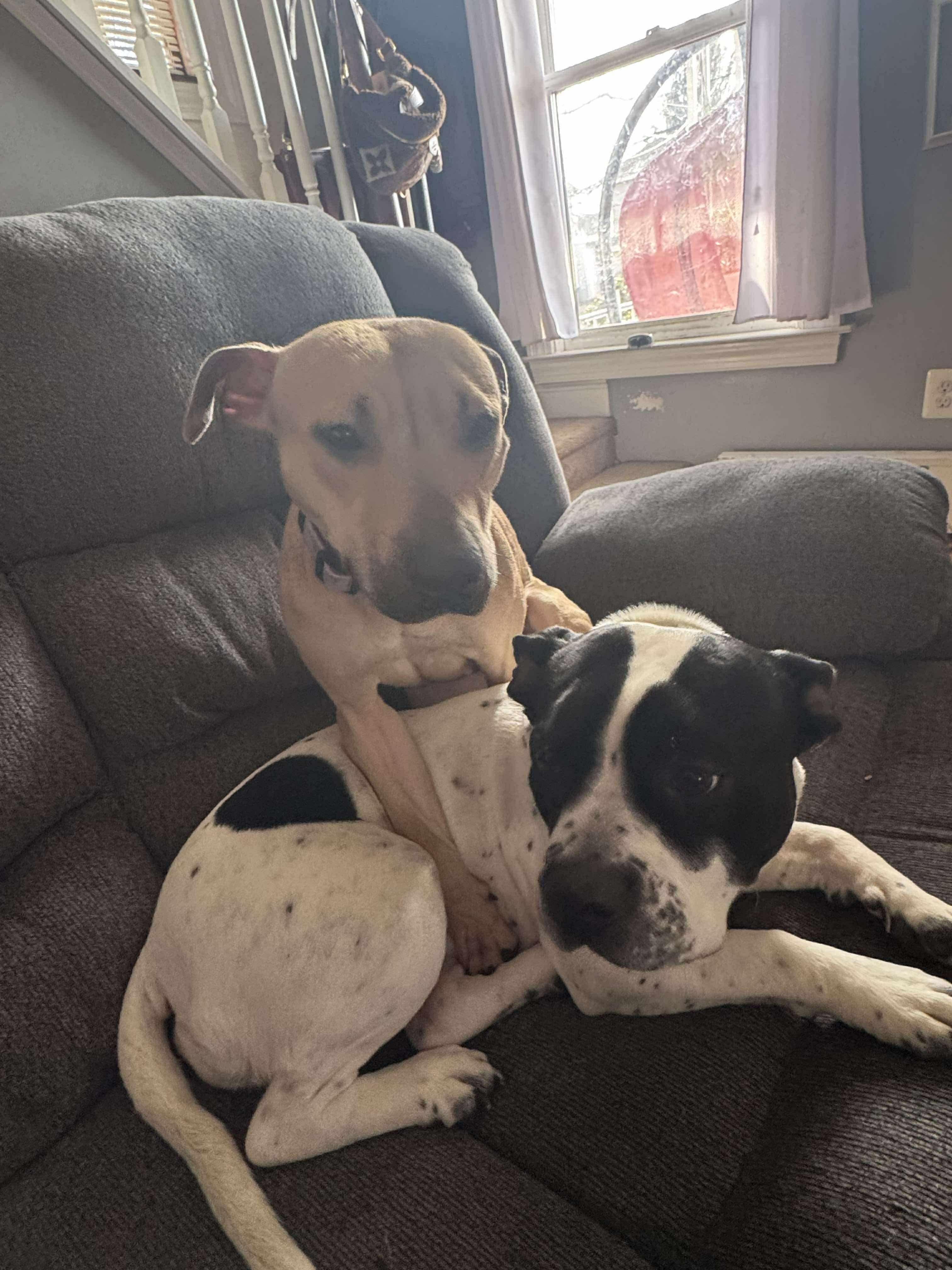 Stella, Adopted, Adult Female Pit Bull Terrier.