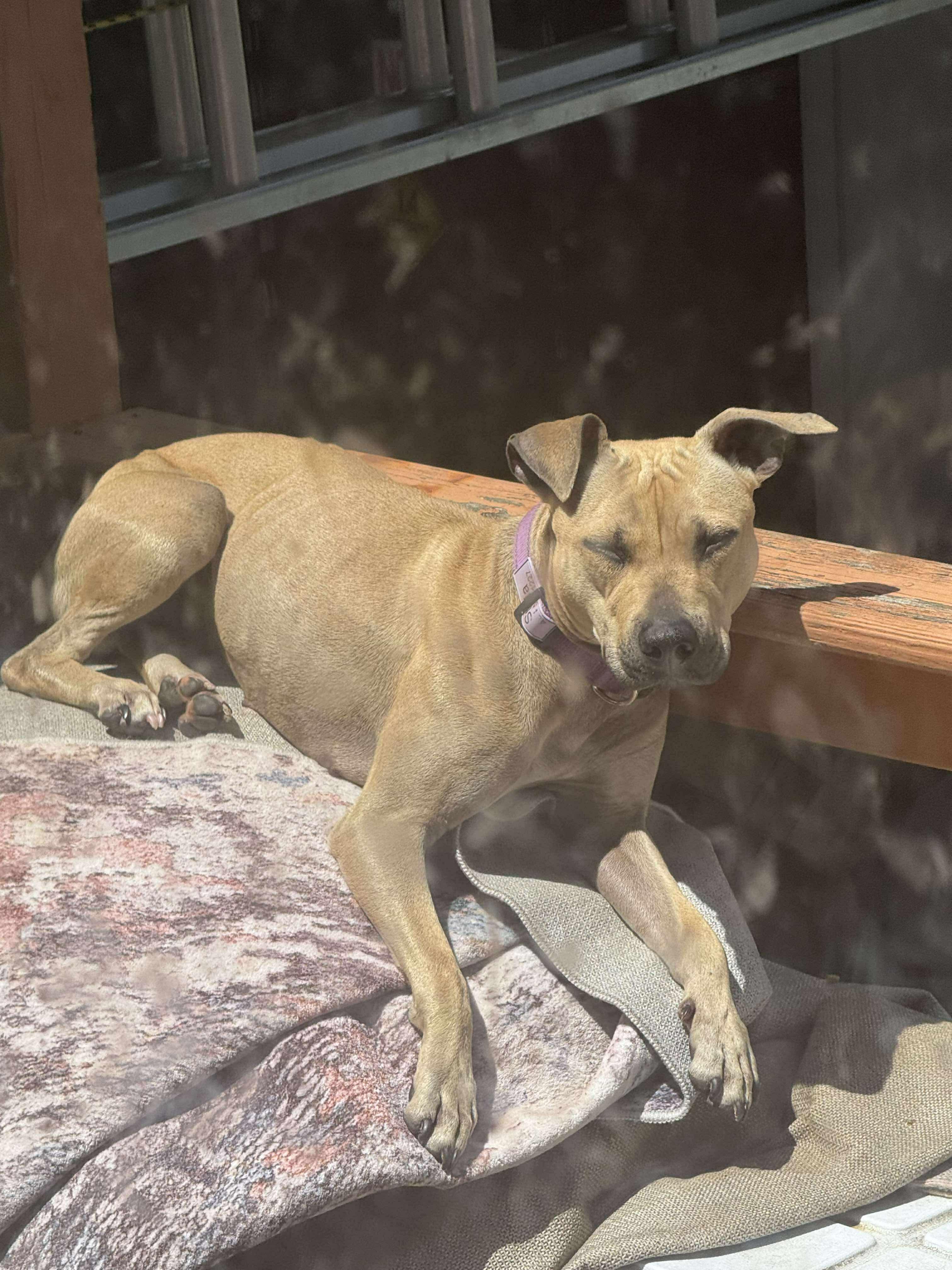 Stella, a Adopted mixed breed in Warminster, PA image 1/2