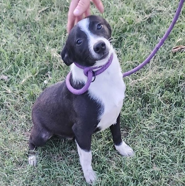 Jack, Adopted, Puppy Male Cattle Dog & Australian Cattle Dog / Blue Heeler.