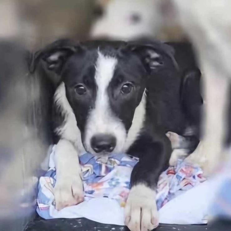 Enlarge Jack, a Adopted mixed breed in Wilmington, DE image 3/4