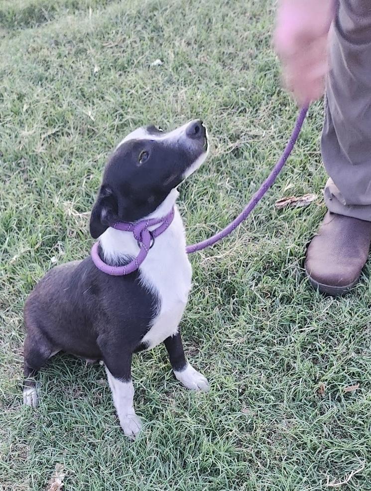 Enlarge Jack, a Adopted mixed breed in Wilmington, DE image 4/4