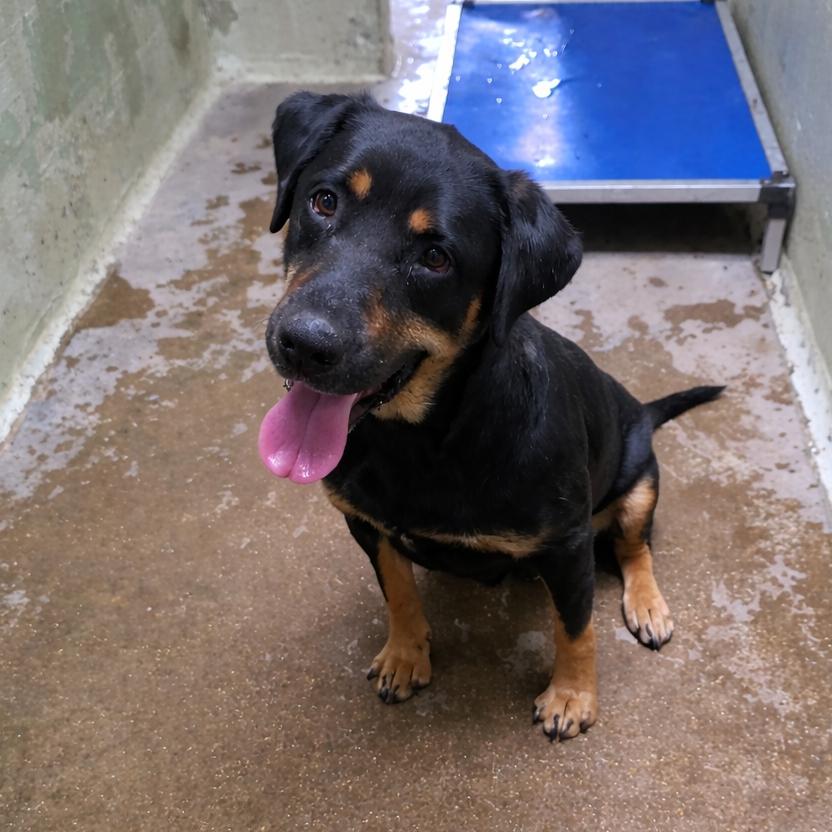 Soup, Adoptable, Adult Female Rottweiler.