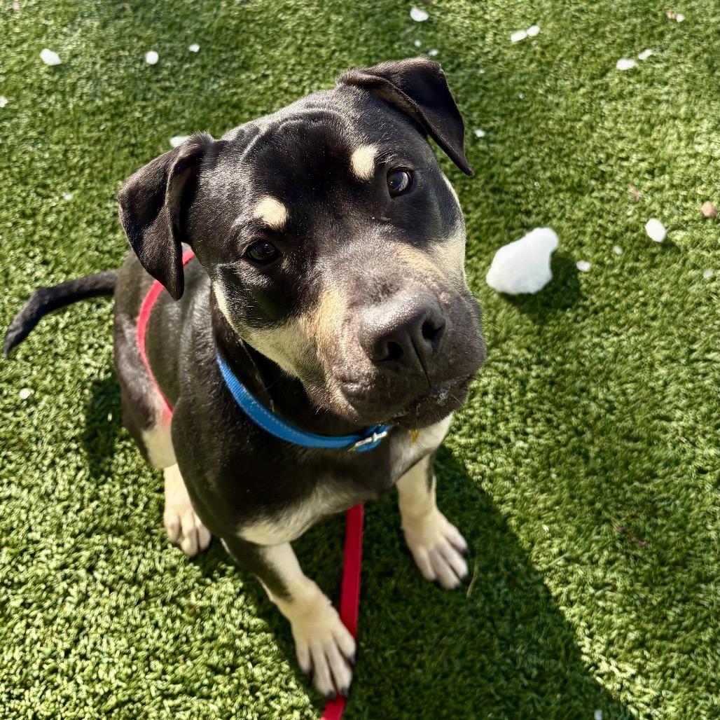 Enlarge Gibby, a Adoptable mixed breed in Troy, VA image 1/6