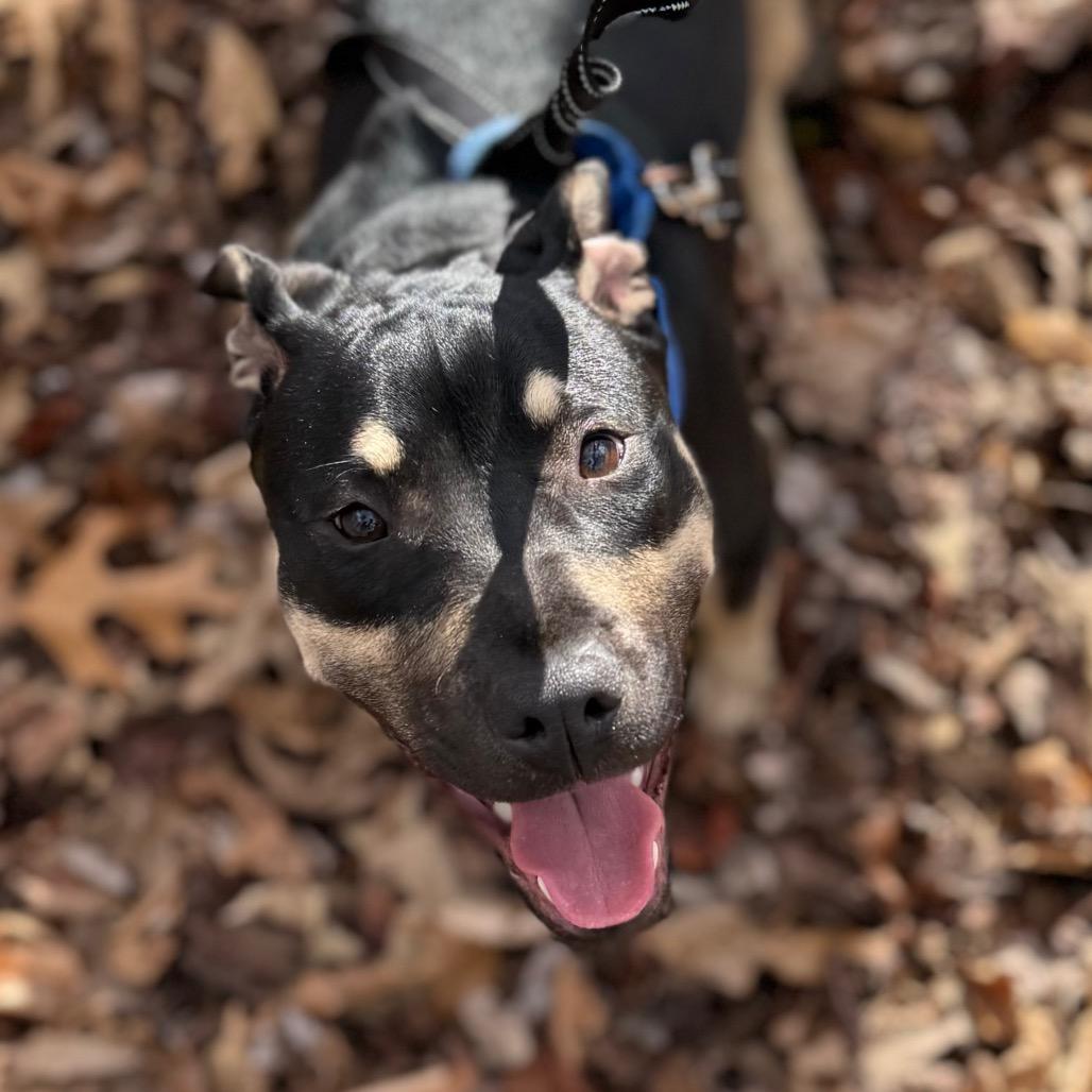 Gibby, Adoptable, Young Male Pit Bull Terrier.
