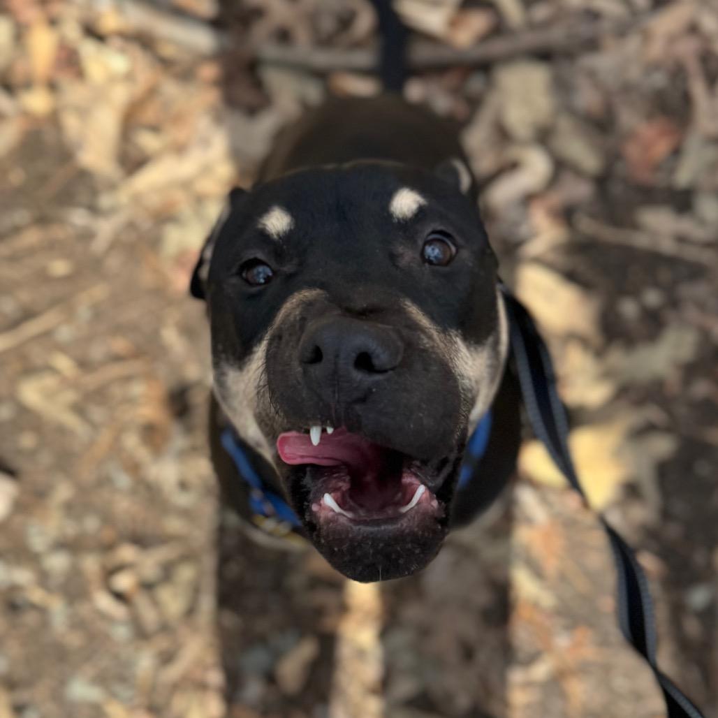 Enlarge Gibby, a Adoptable mixed breed in Troy, VA image 2/5