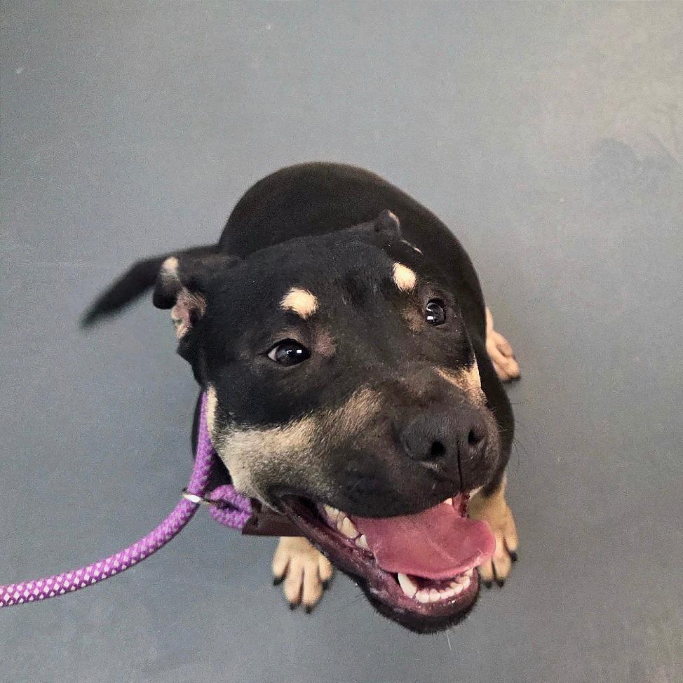 Enlarge Gibby, a Adoptable mixed breed in Troy, VA image 3/5