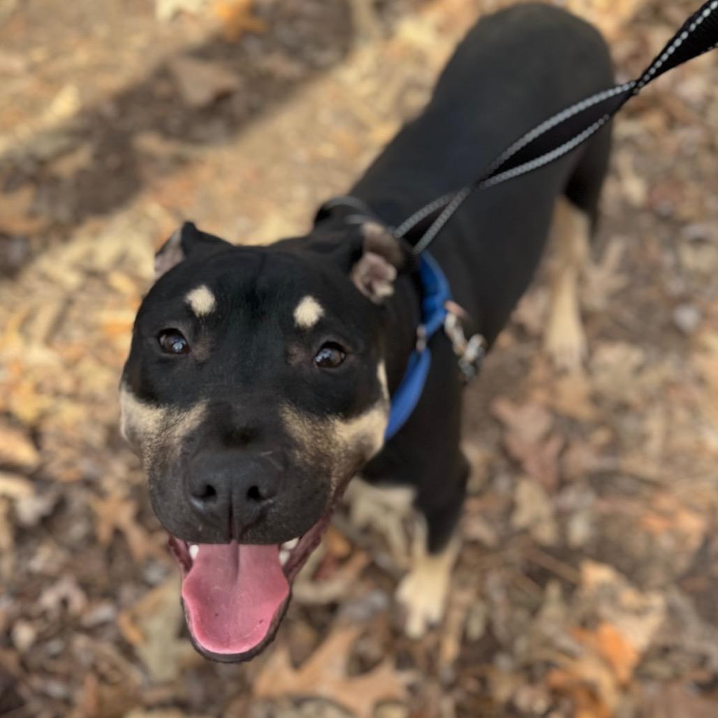 Enlarge Gibby, a Adoptable mixed breed in Troy, VA image 4/5