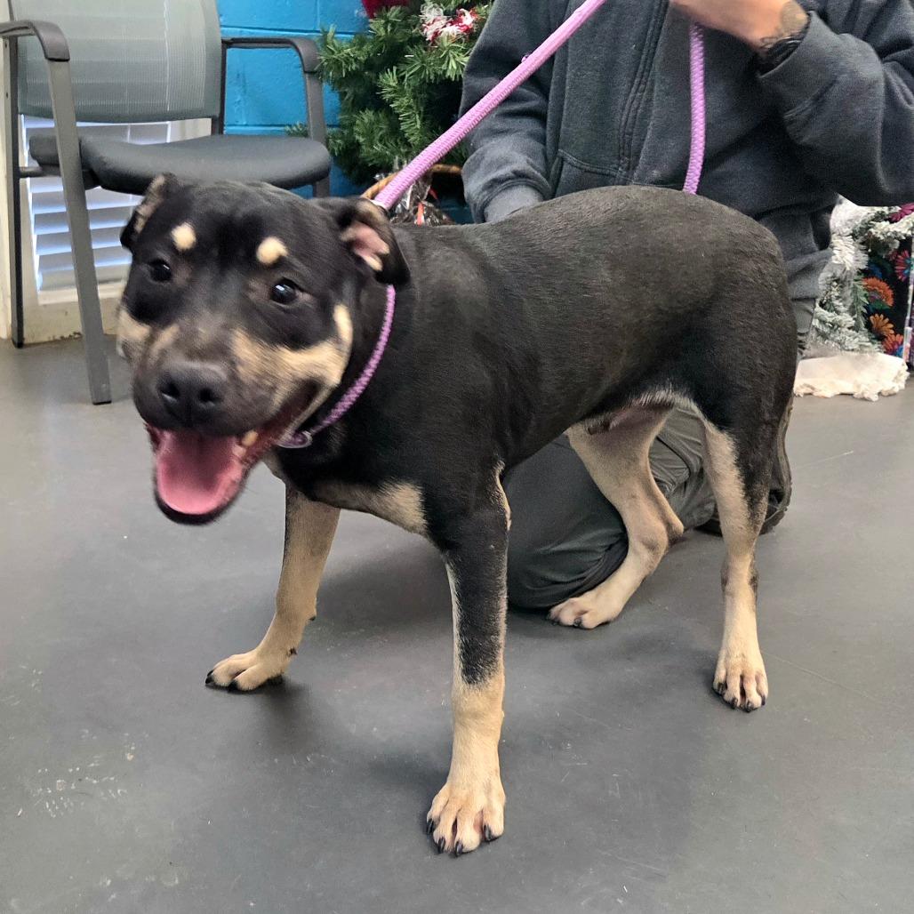 Enlarge Gibby, a Adoptable mixed breed in Troy, VA image 5/5