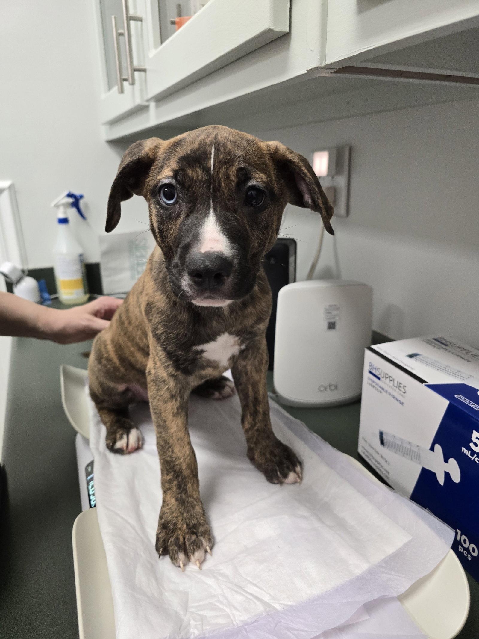 Enlarge Ragnar - CP, a Adopted mixed breed in Locust Grove, GA image 1/1